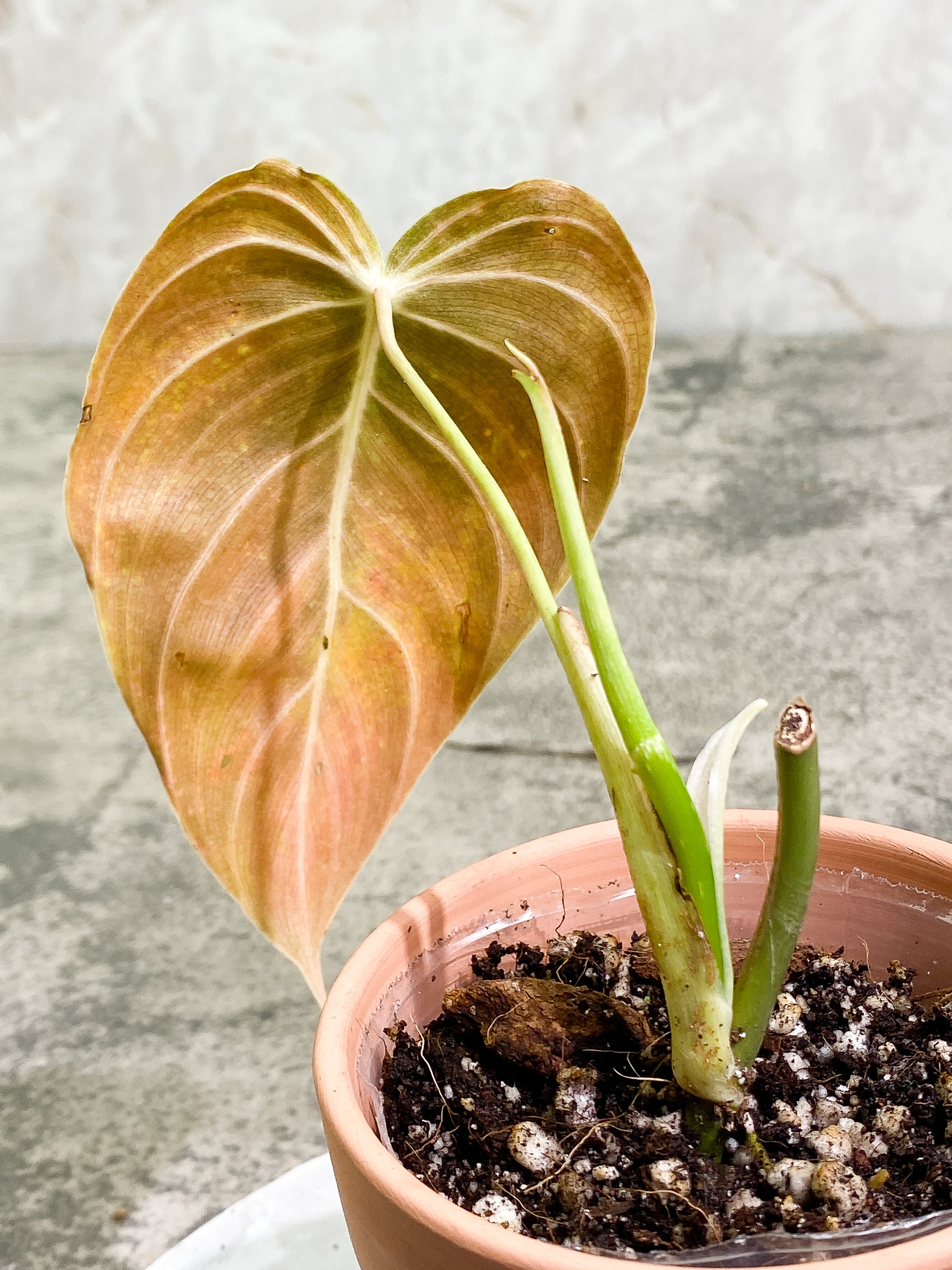 Philodendron Melanochrysum with 1 leaf and 1 sprout rooted