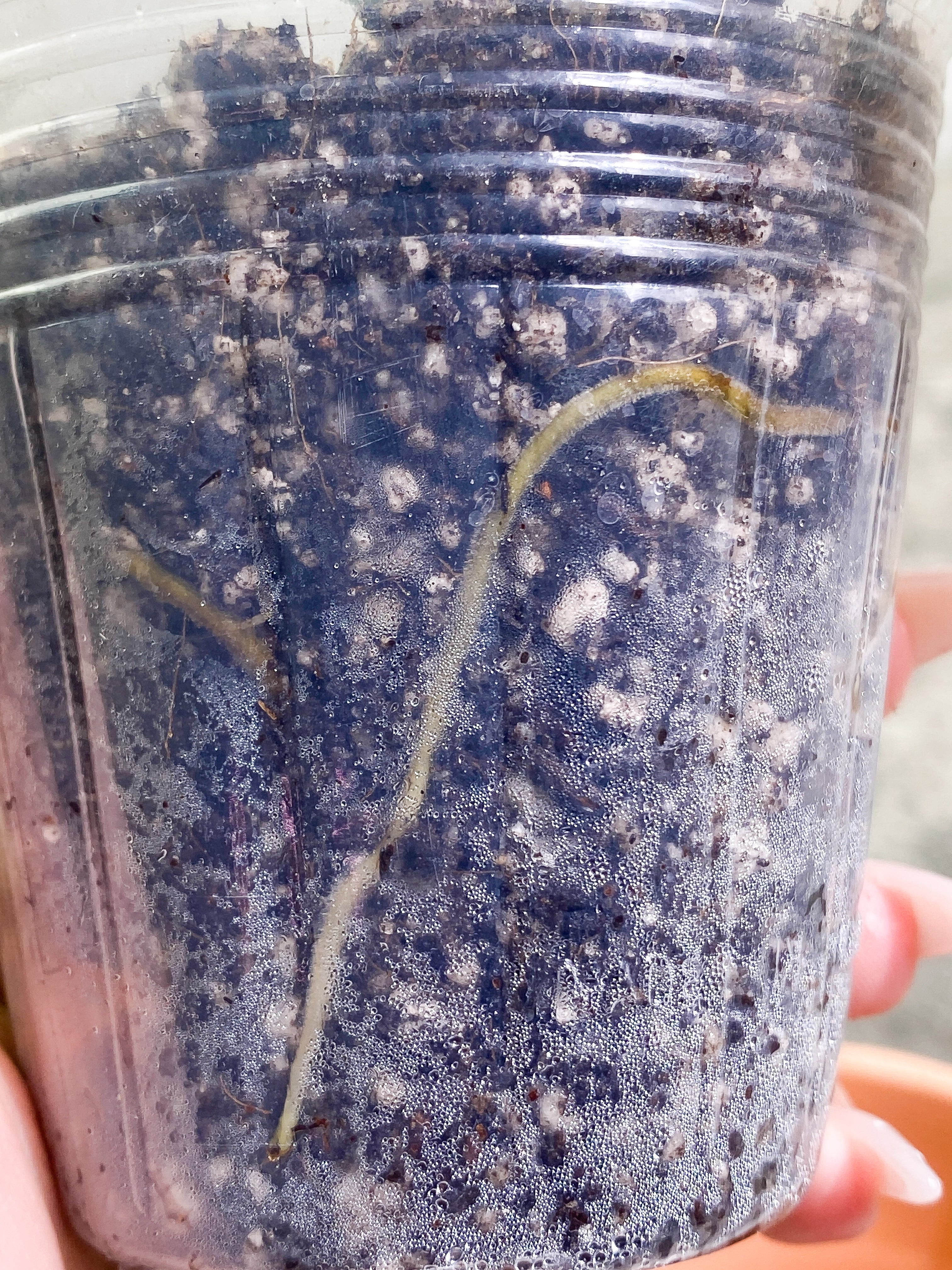 Philodendron Melanochrysum with 1 leaf and 1 sprout rooted