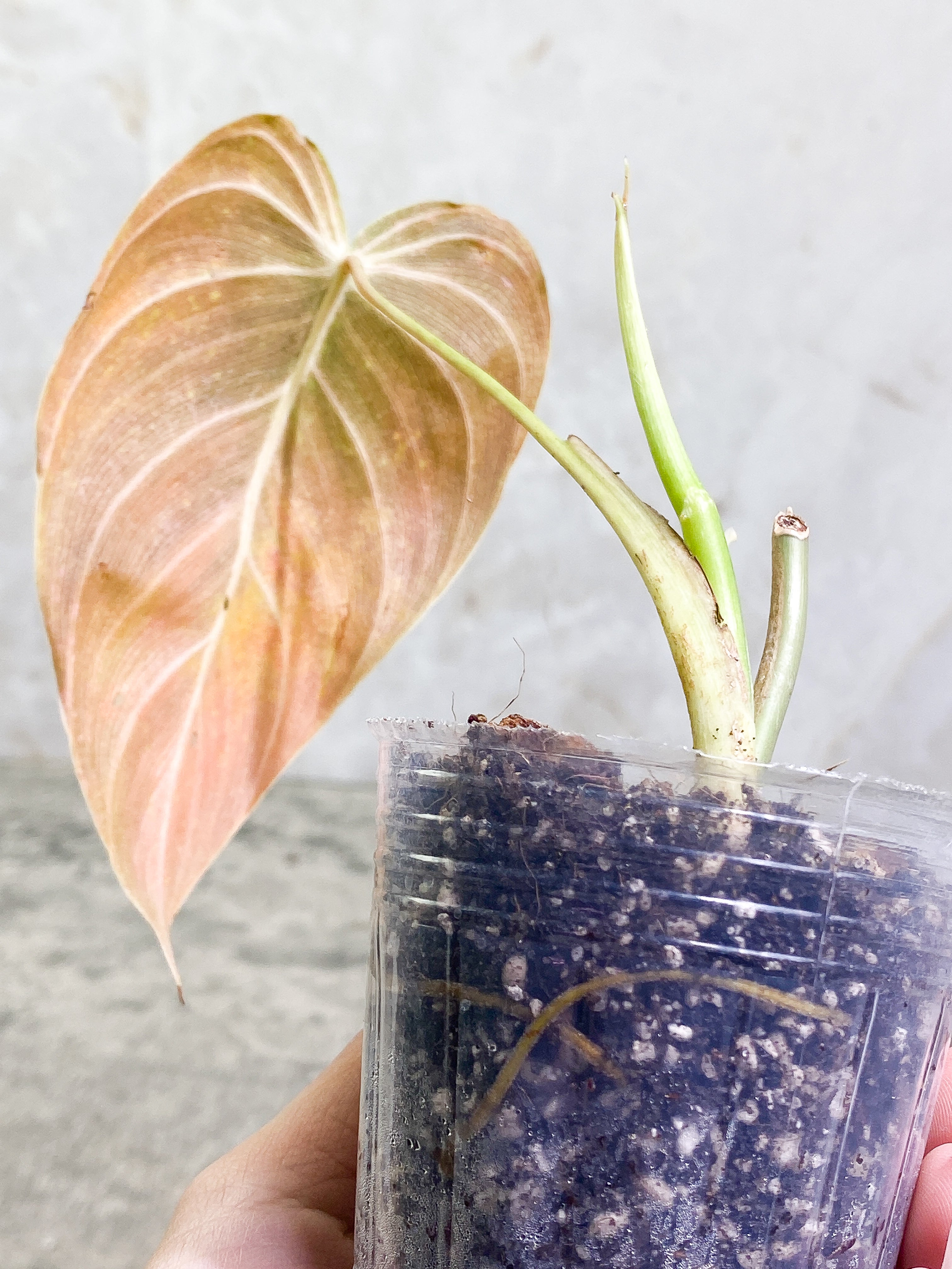 Philodendron Melanochrysum with 1 leaf and 1 sprout rooted