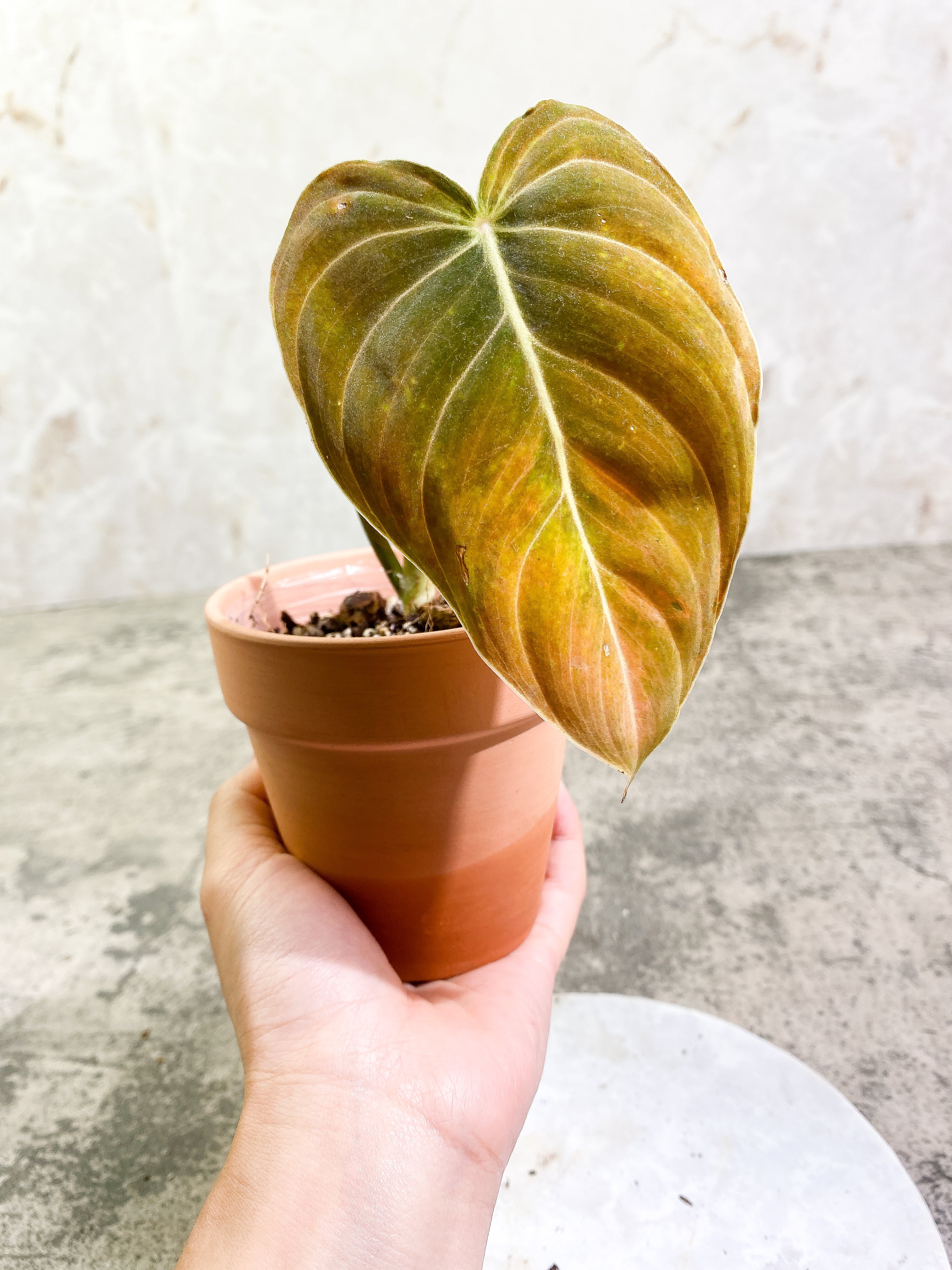 Philodendron Melanochrysum with 1 leaf and 1 sprout rooted