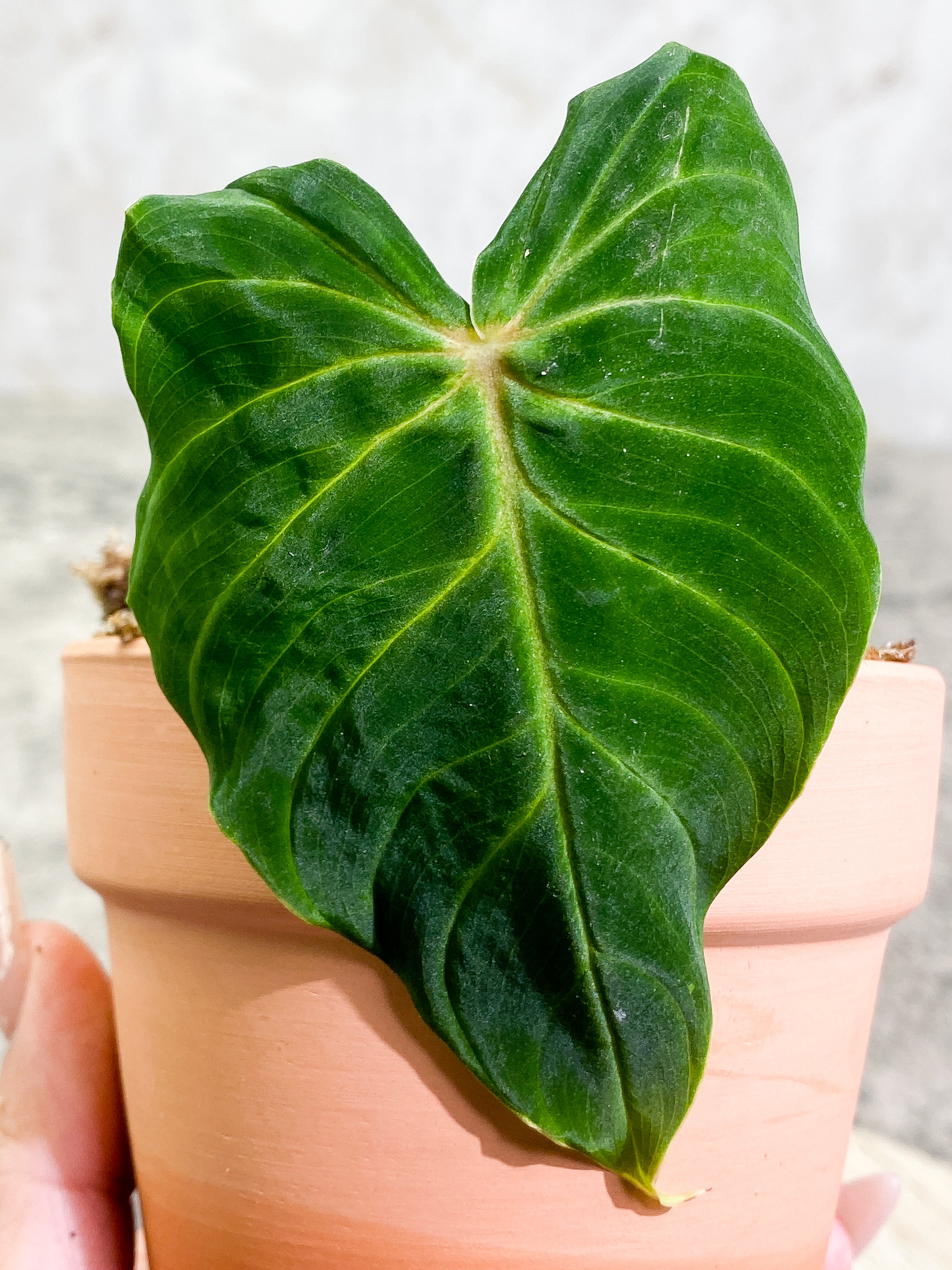 philodendron Verrucosum San Miguel cutting 1 leaf and 1 sprout Slightly Rooted