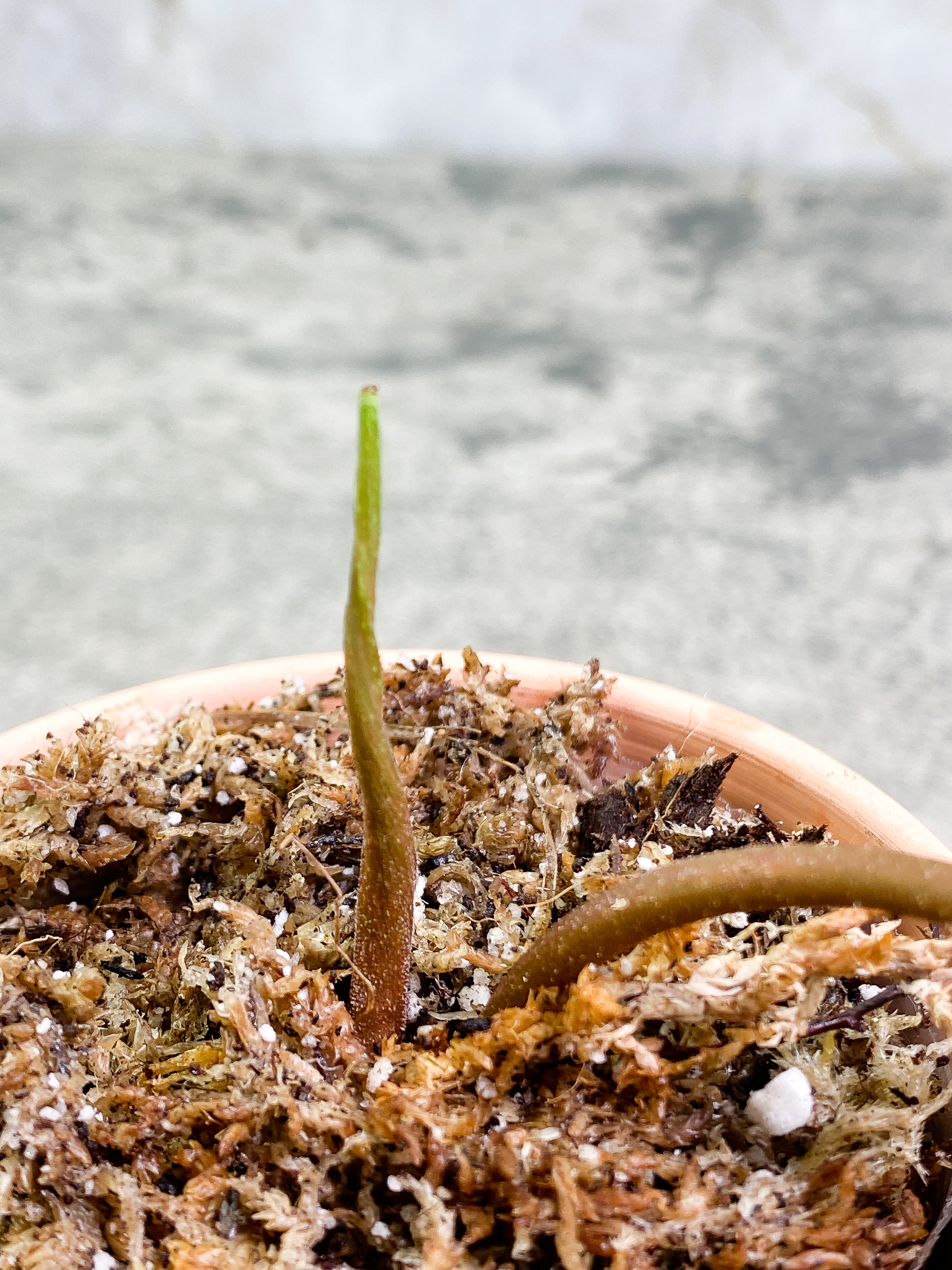 philodendron Verrucosum San Miguel cutting 1 leaf and 1 sprout Slightly Rooted
