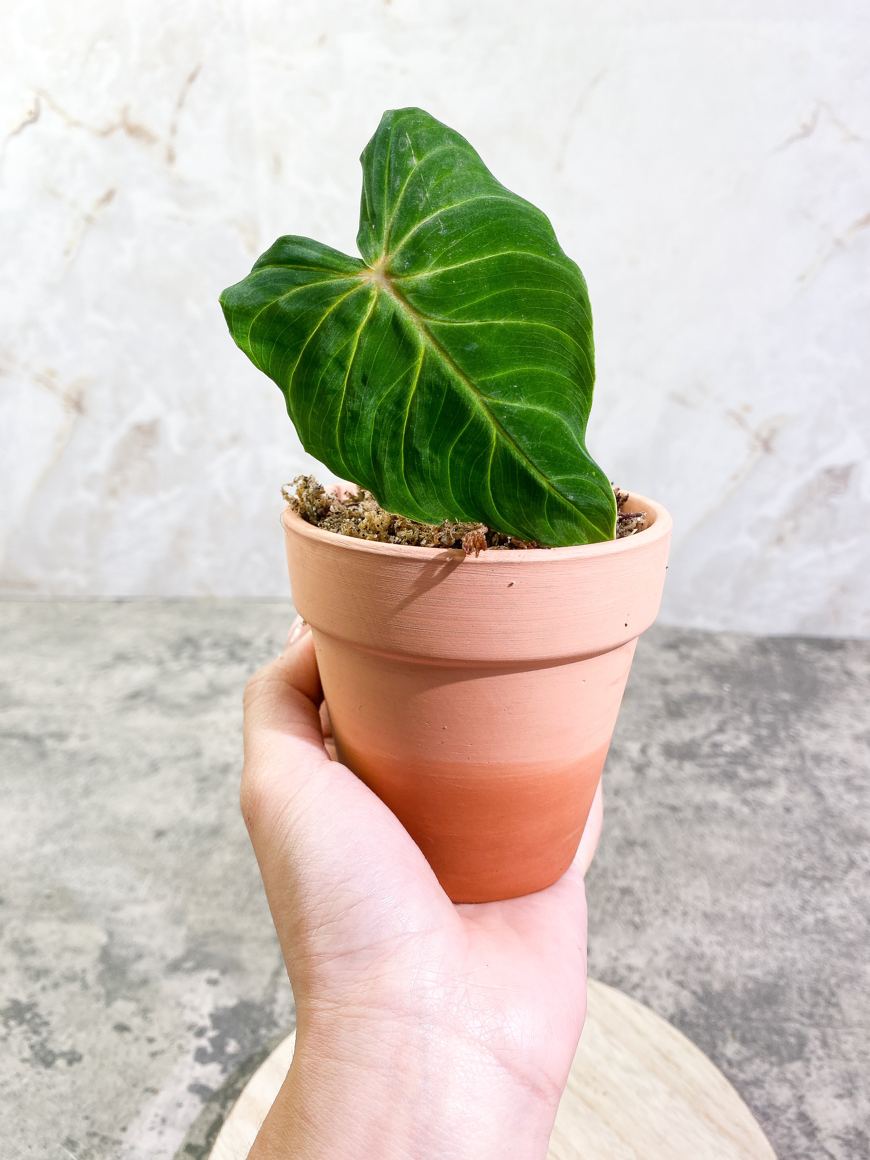 philodendron Verrucosum San Miguel cutting 1 leaf and 1 sprout Slightly Rooted