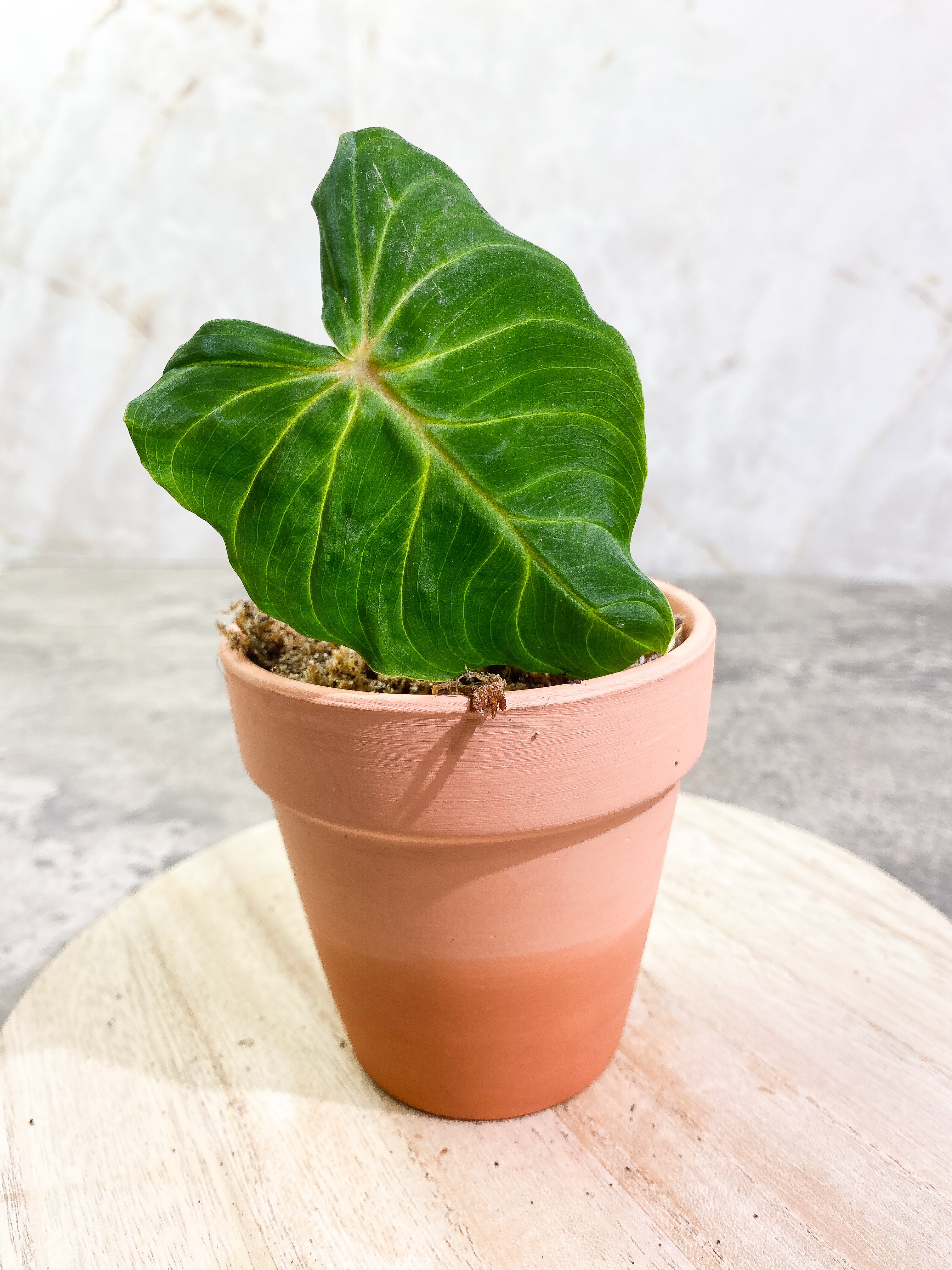 philodendron Verrucosum San Miguel cutting 1 leaf and 1 sprout Slightly Rooted