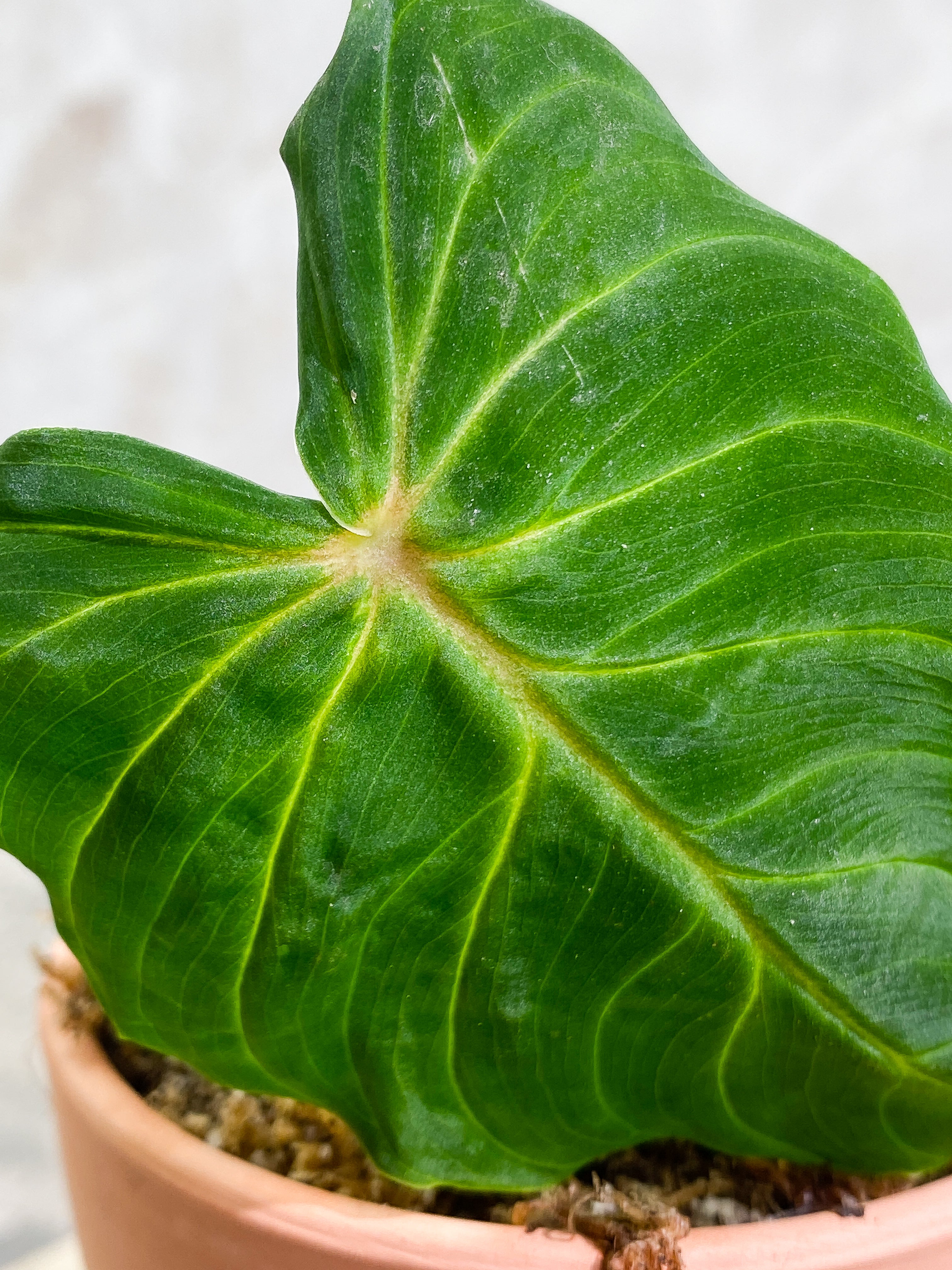 philodendron Verrucosum San Miguel cutting 1 leaf and 1 sprout Slightly Rooted