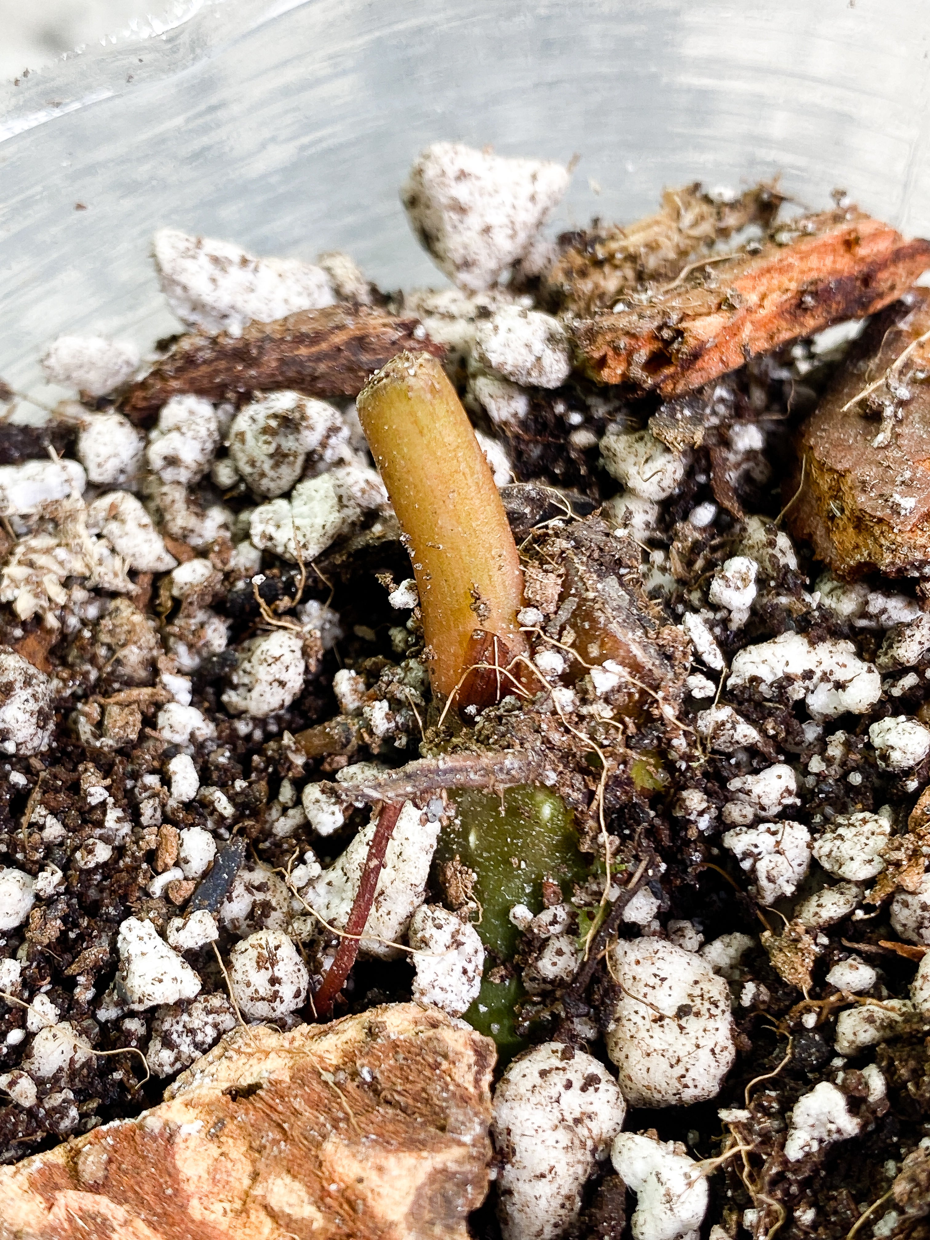 philodendron Verrucosum San Miguel sprout slightly rooted