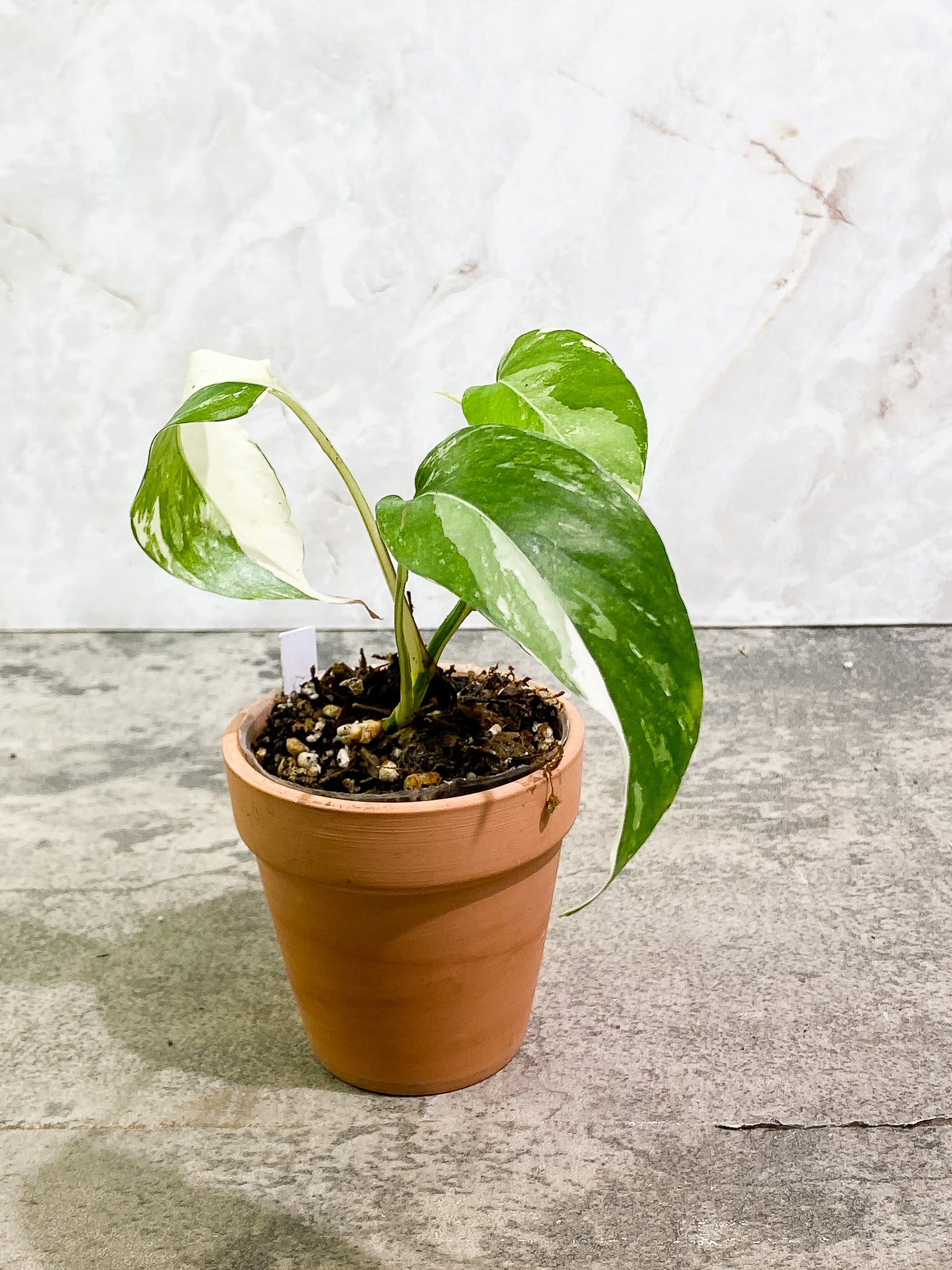 Epipremnum Pinnatum Variegated 3 leaves 1 sprout slightly rooted