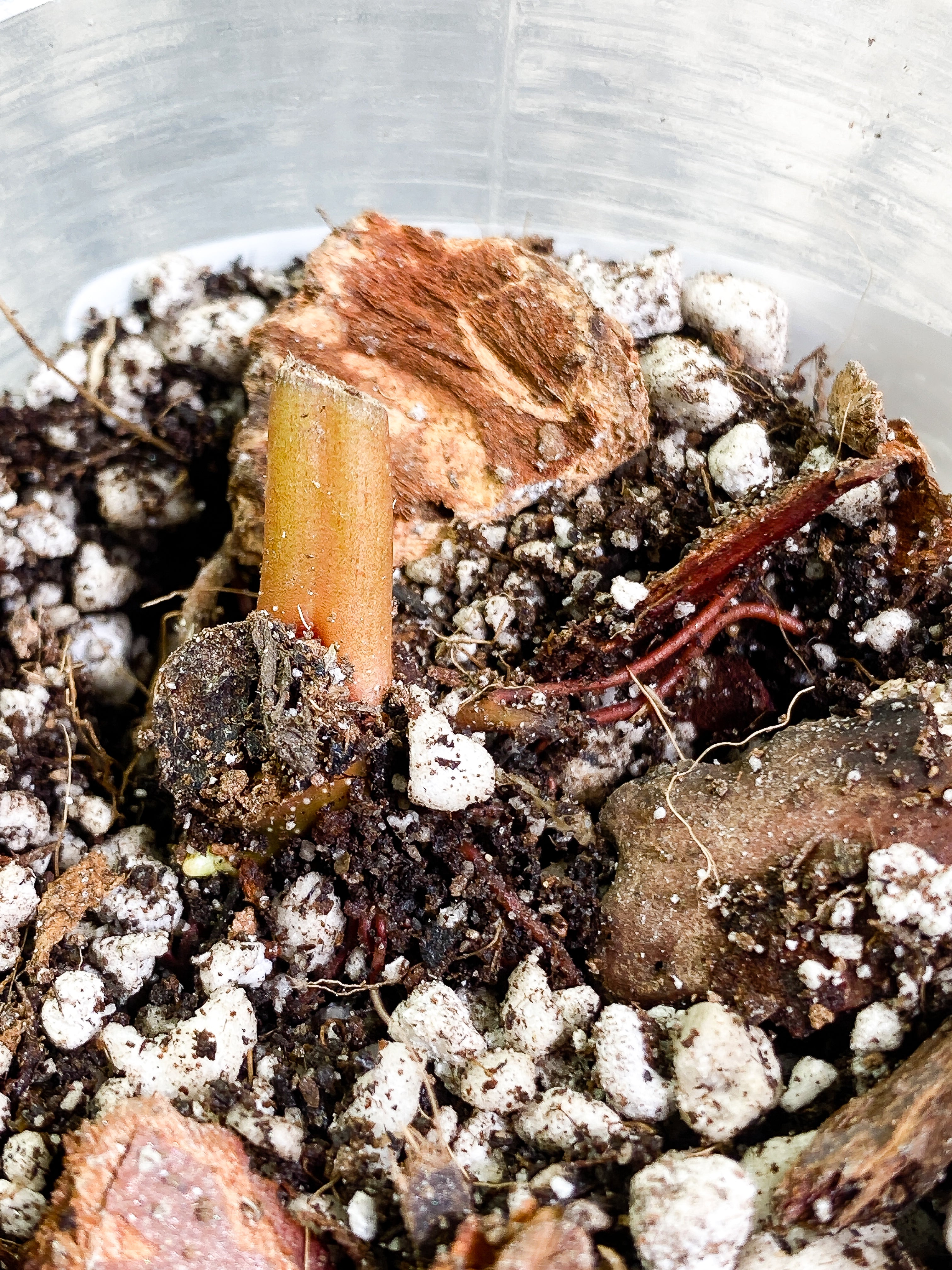 philodendron Verrucosum San Miguel sprout slightly rooted