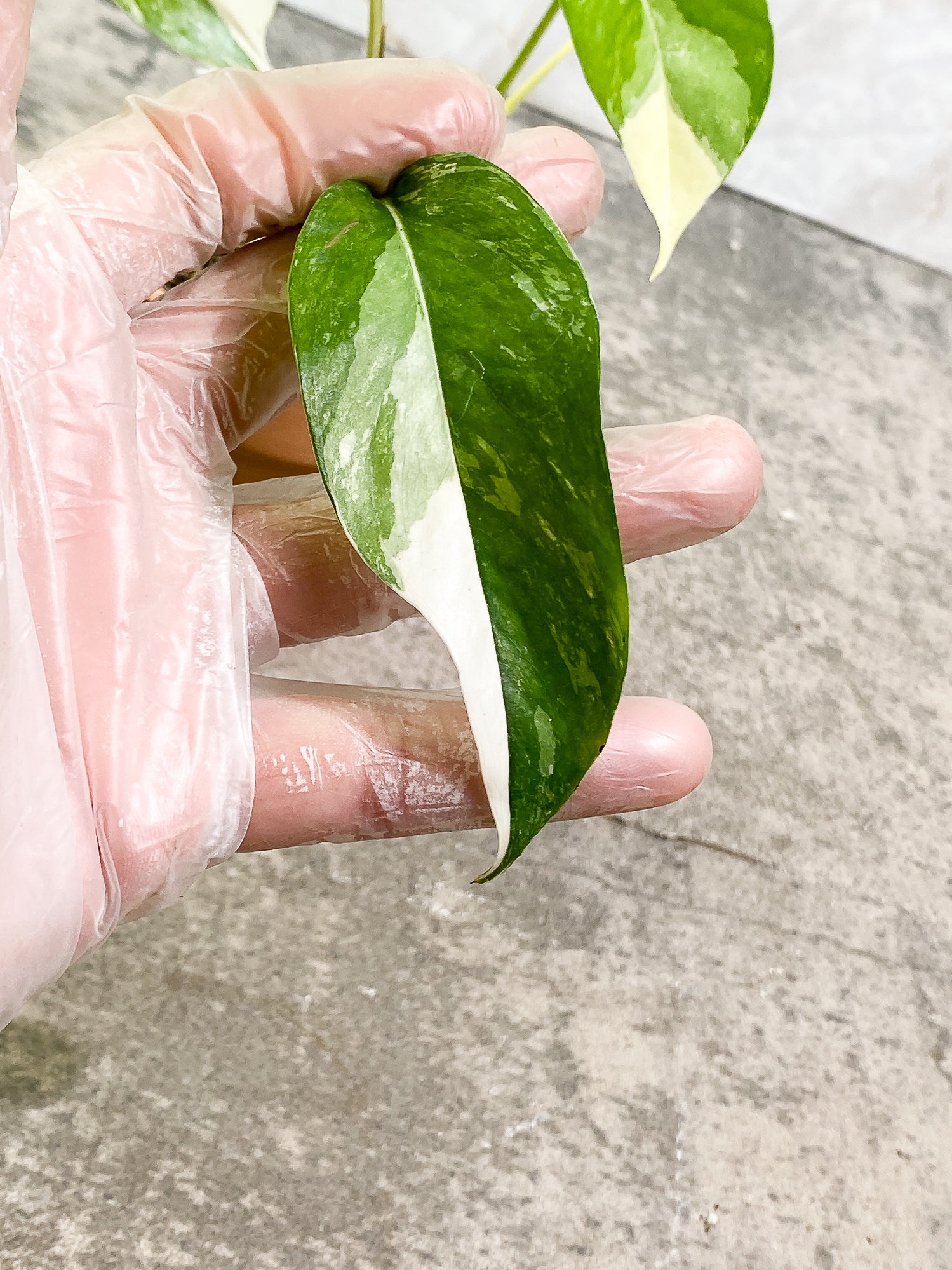 Epipremnum Pinnatum Variegated 3 leaves 1 sprout slightly rooted
