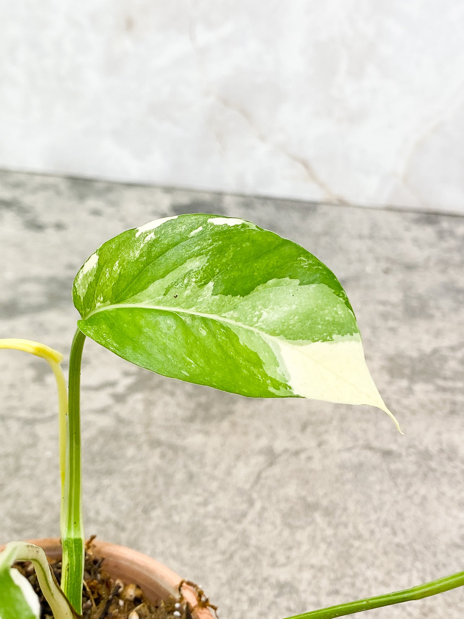 Epipremnum Pinnatum Variegated 3 leaves 1 sprout slightly rooted