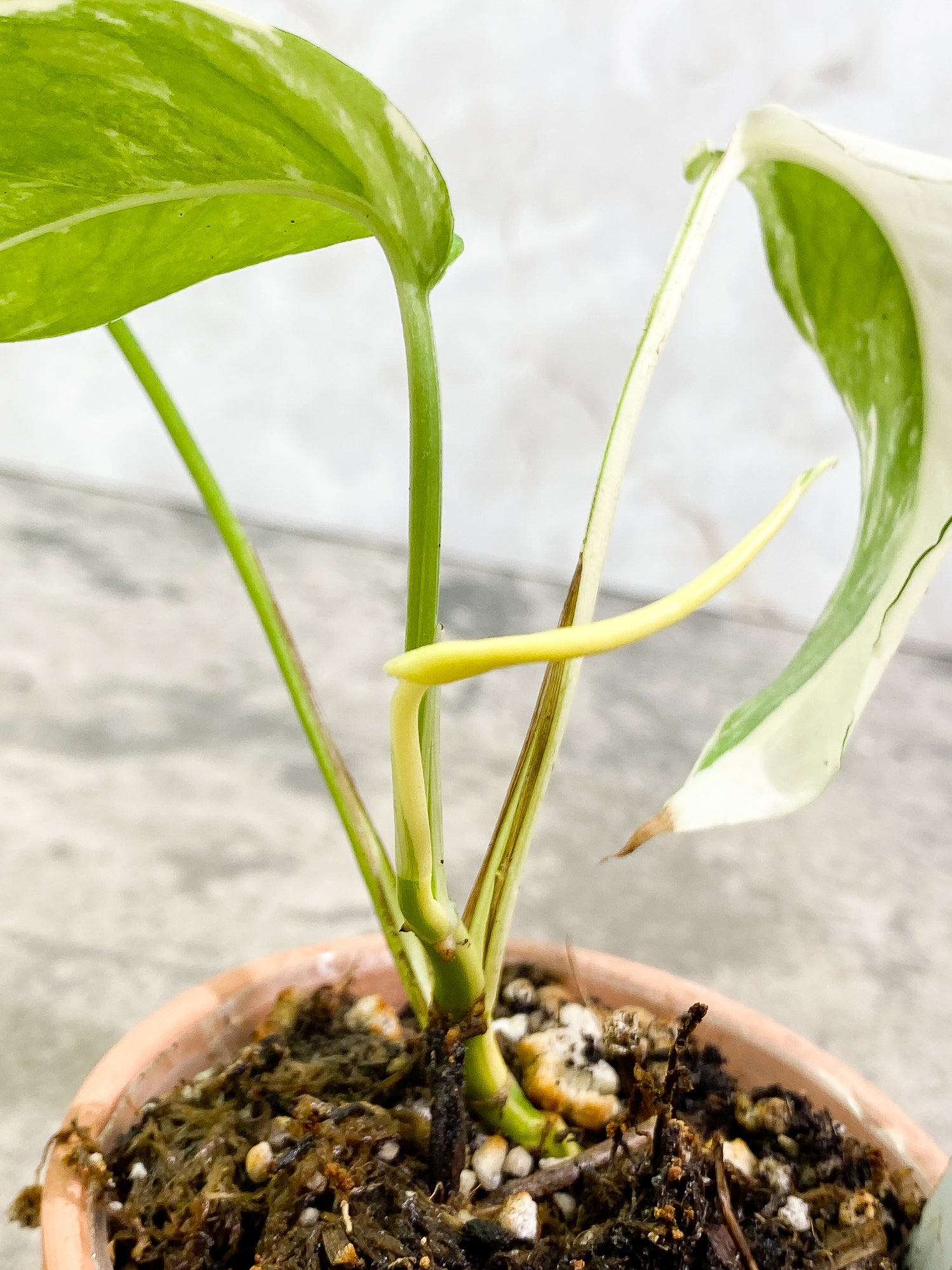Epipremnum Pinnatum Variegated 3 leaves 1 sprout slightly rooted