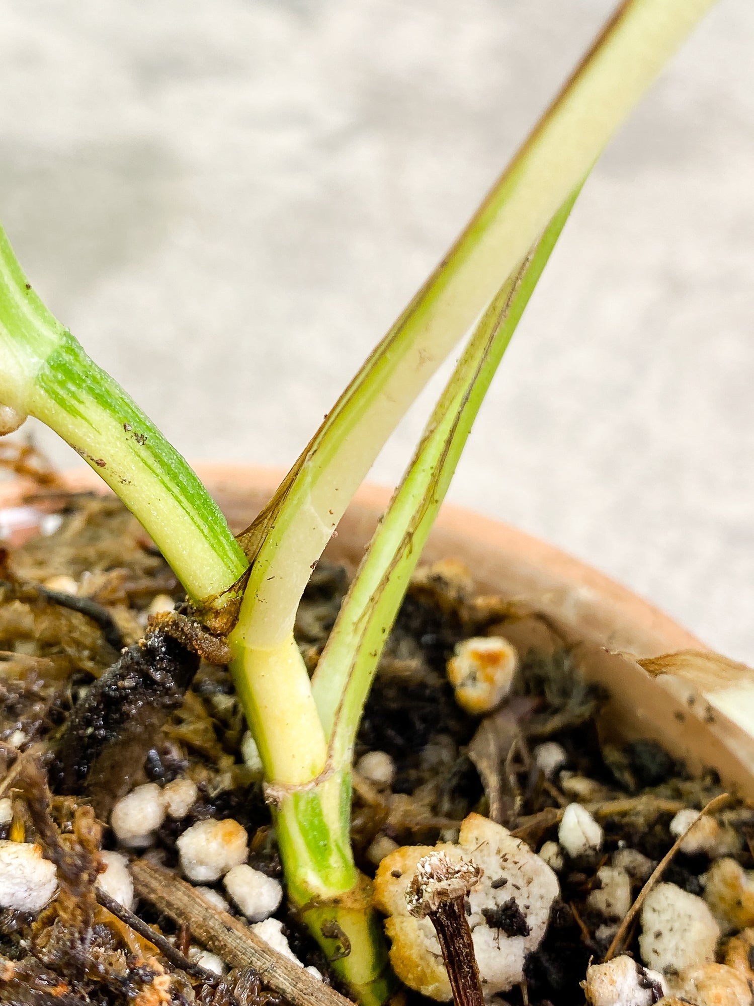 Epipremnum Pinnatum Variegated 3 leaves 1 sprout slightly rooted