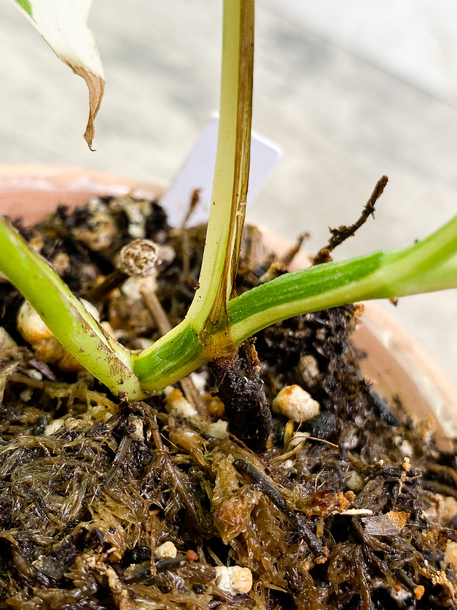 Epipremnum Pinnatum Variegated 3 leaves 1 sprout slightly rooted