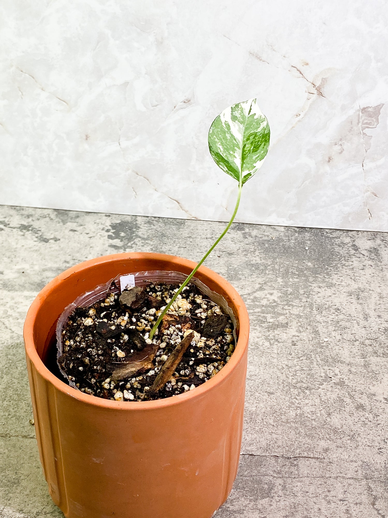 Epipremnum Pinnatum Variegated 1 leaf slightly rooted