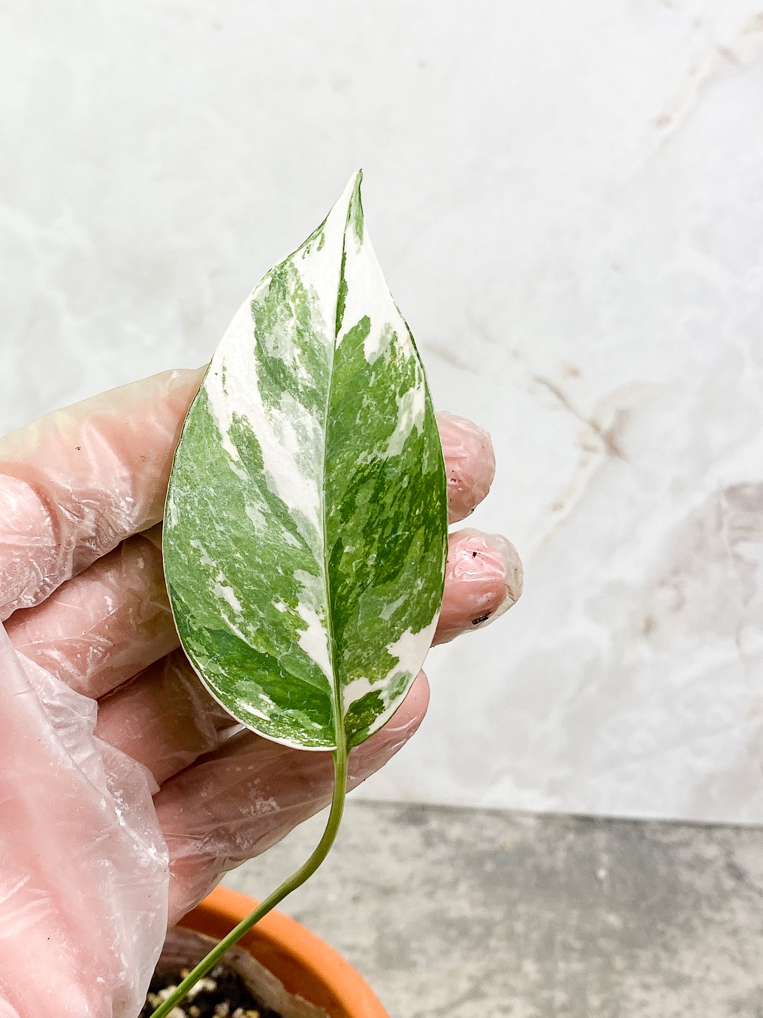 Epipremnum Pinnatum Variegated 1 leaf slightly rooted