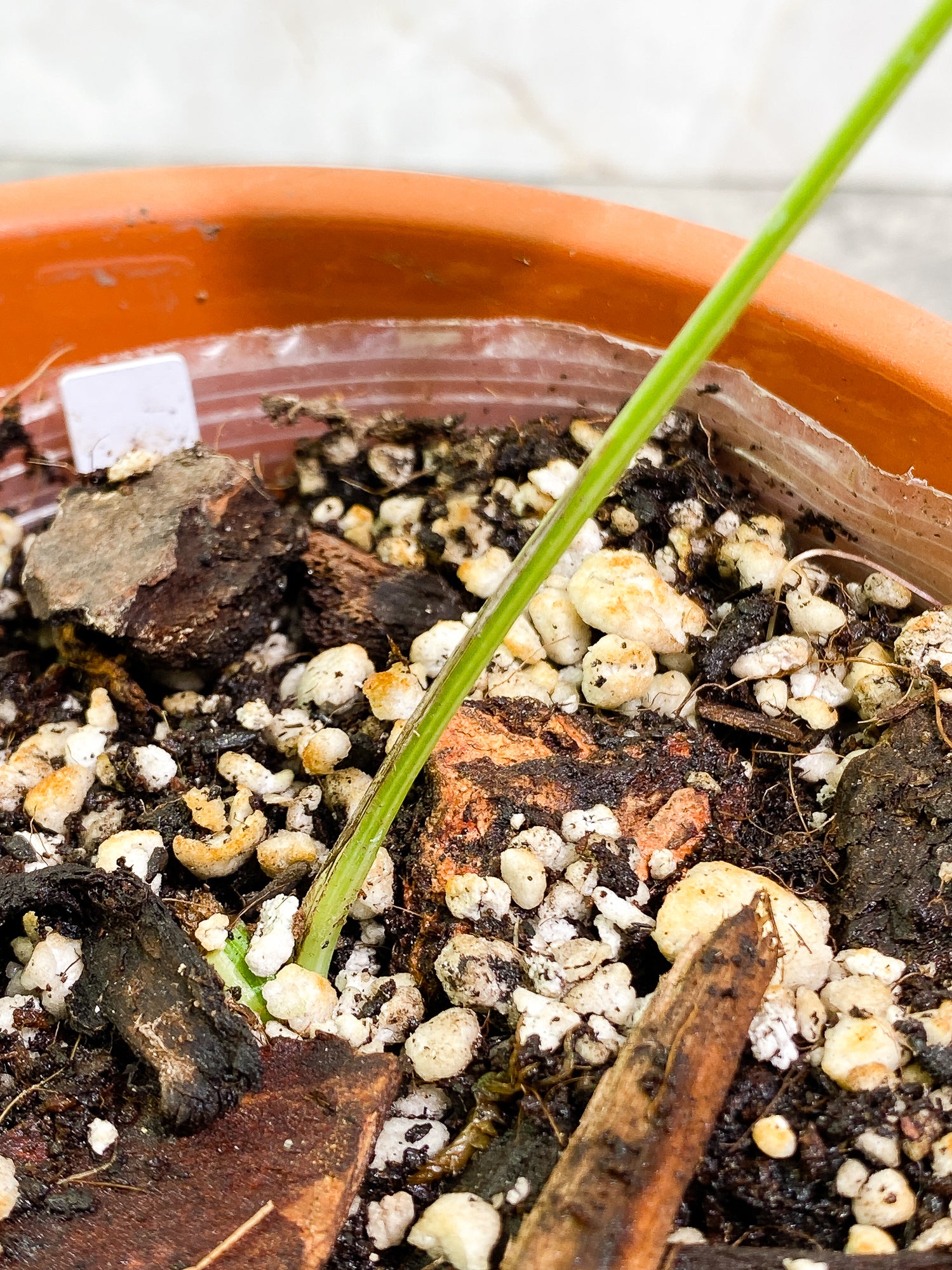 Epipremnum Pinnatum Variegated 1 leaf slightly rooted