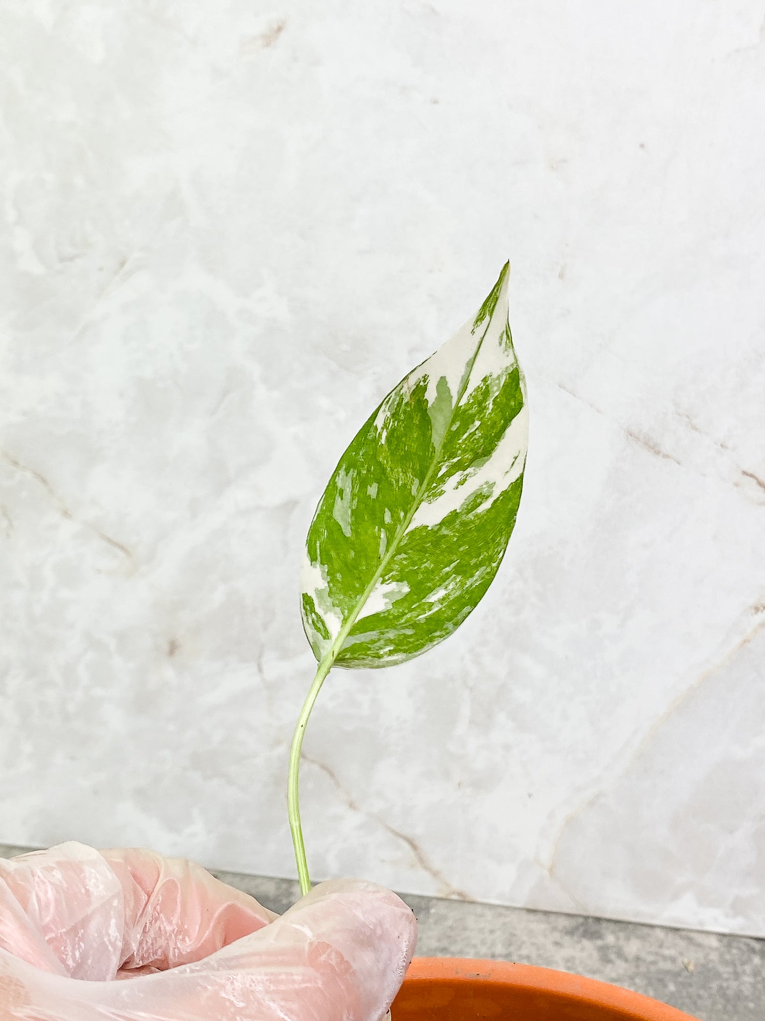 Epipremnum Pinnatum Variegated 1 leaf slightly rooted