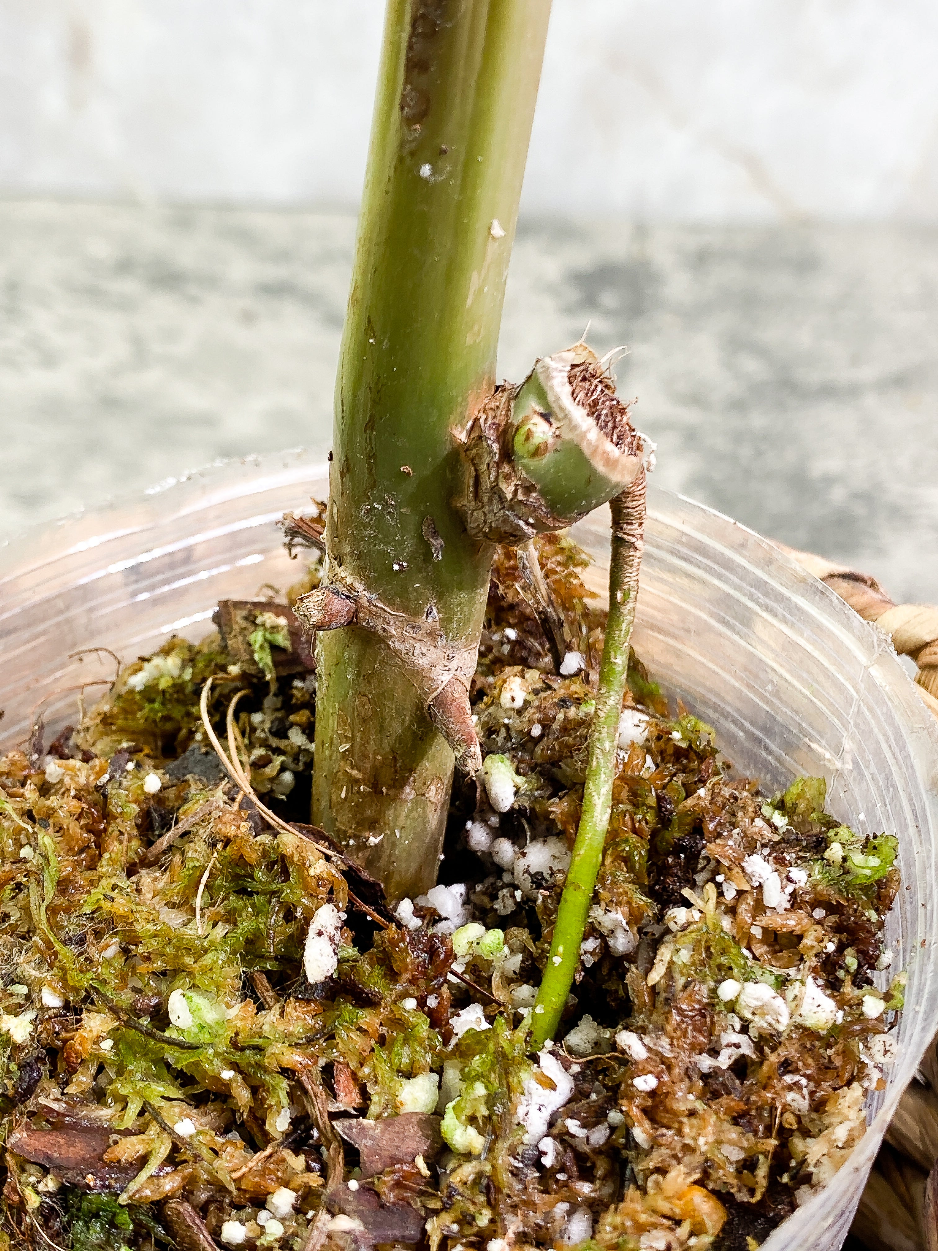 Philodendron Paraiso Verde node rooted from Highly Variegated mother plant