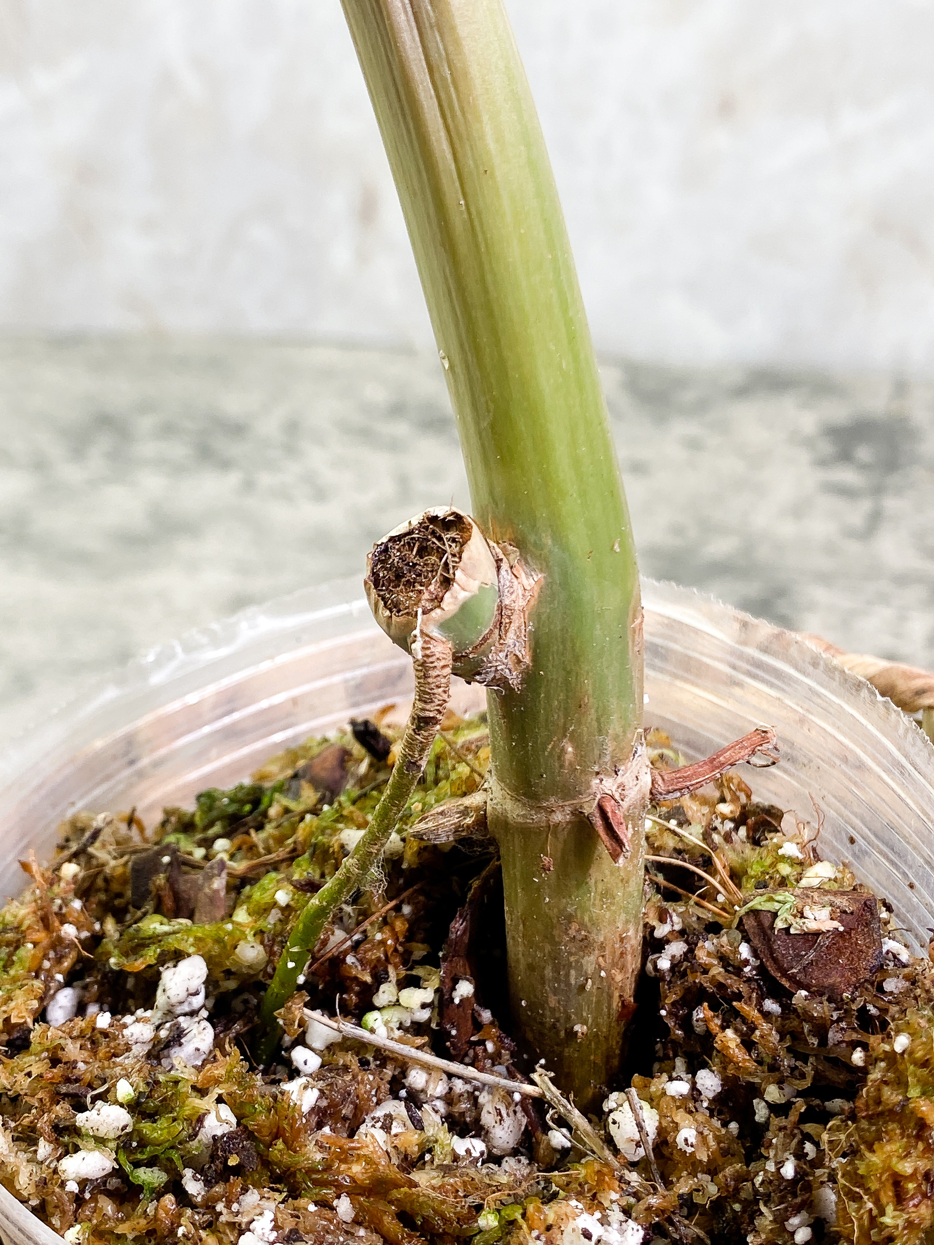 Philodendron Paraiso Verde node rooted from Highly Variegated mother plant