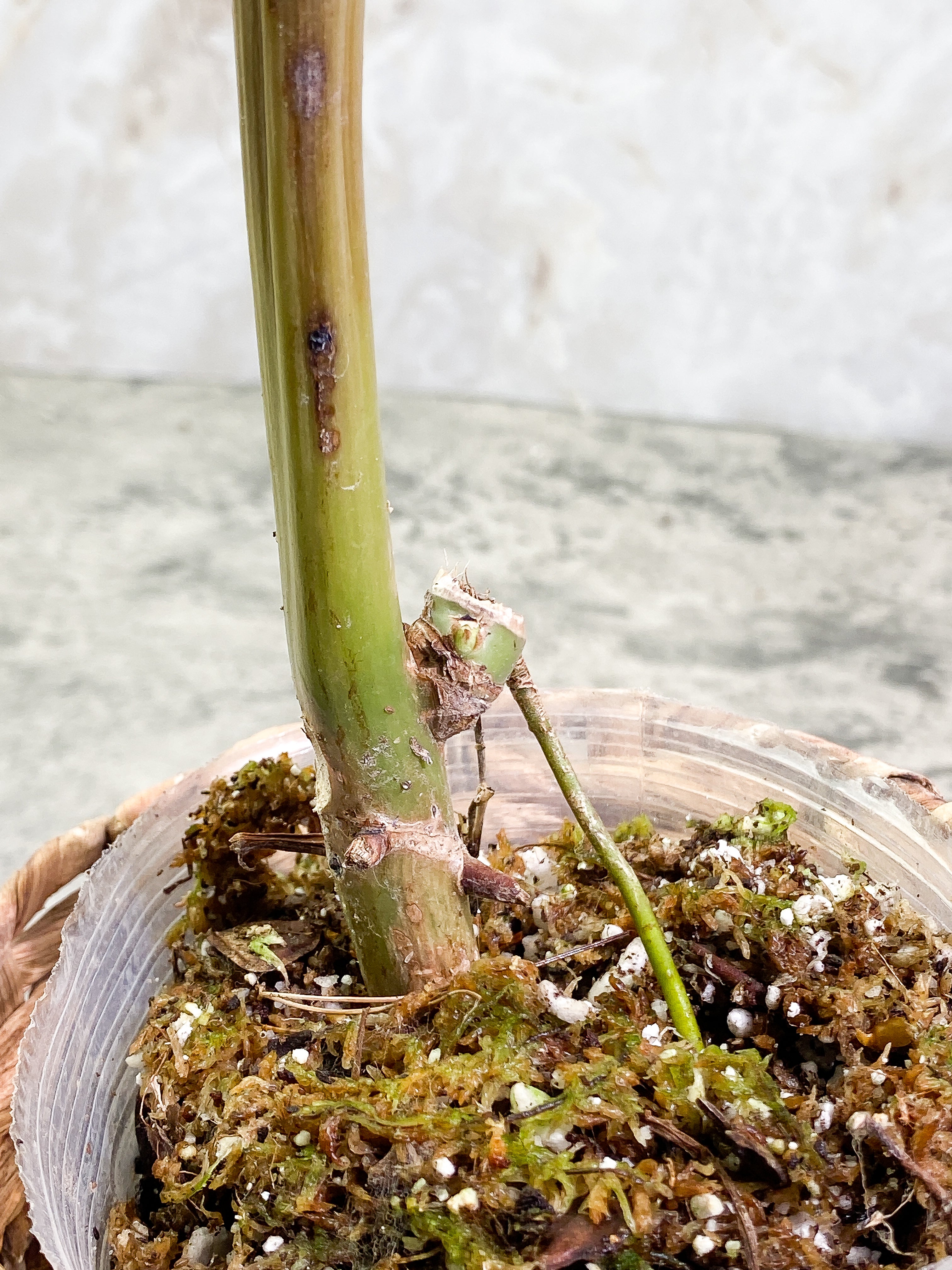 Philodendron Paraiso Verde node rooted from Highly Variegated mother plant