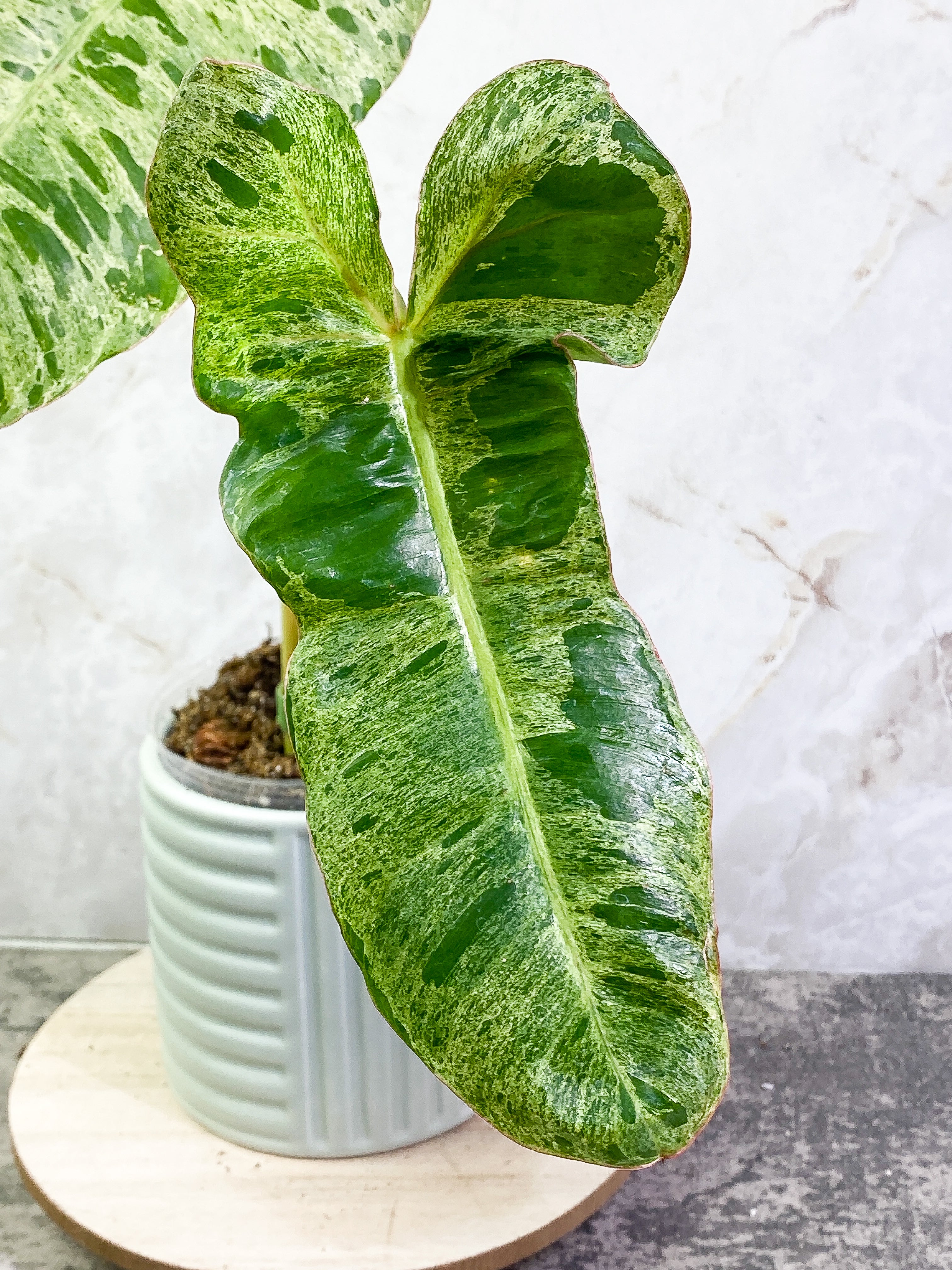 Philodendron Paraiso Verde with 2 leaves highly variegated and rooted