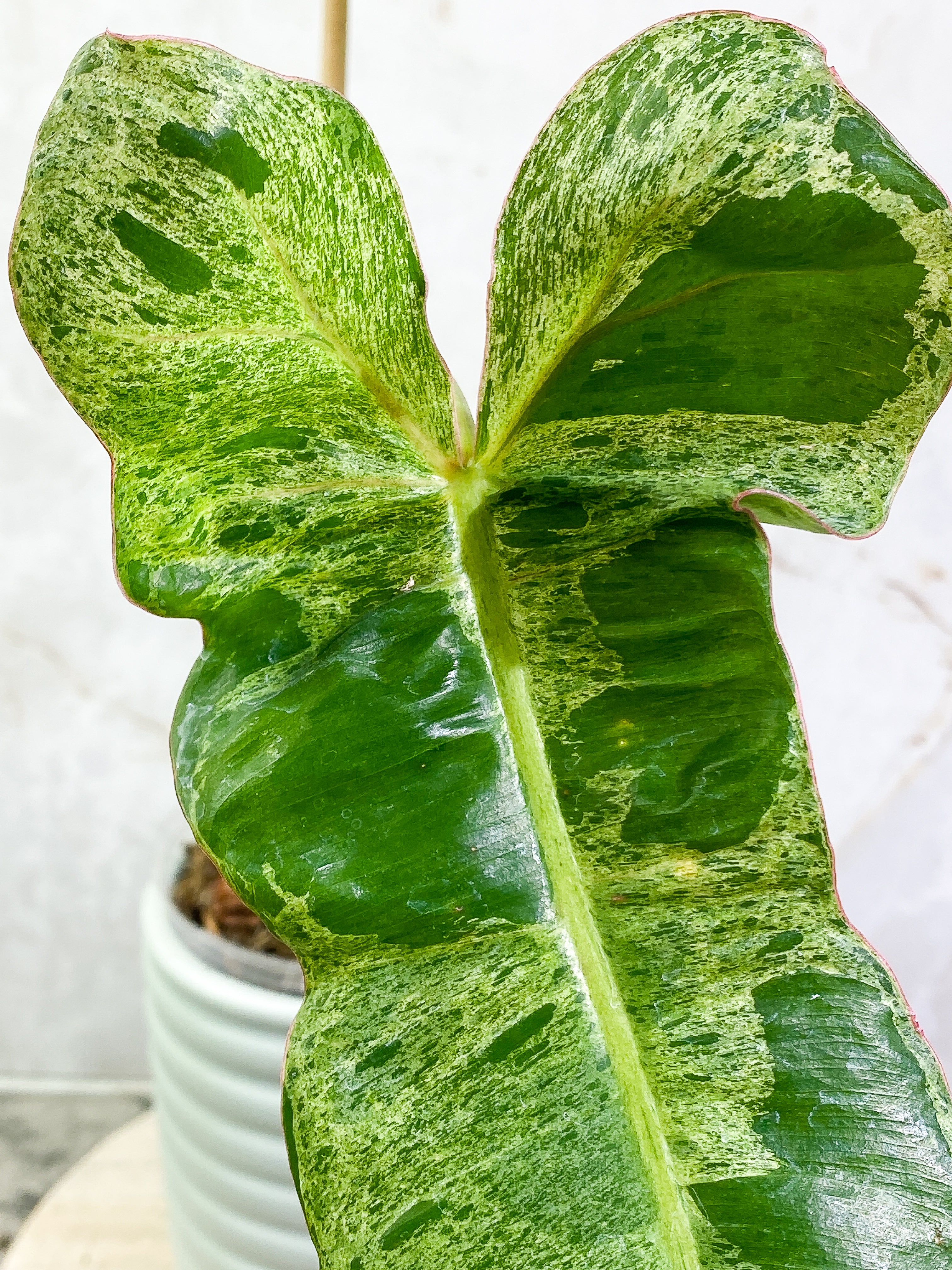 Philodendron Paraiso Verde with 2 leaves highly variegated and rooted