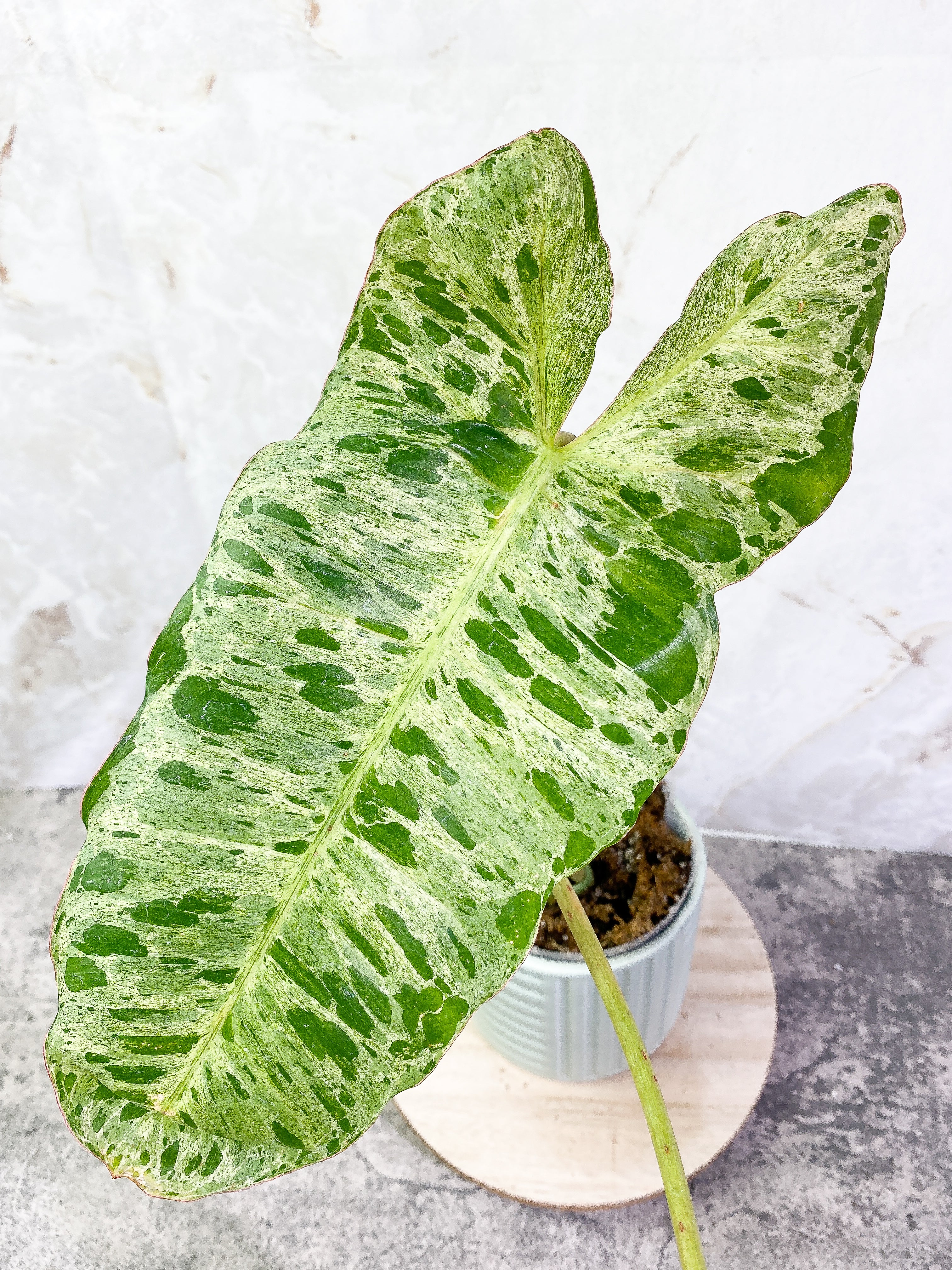 Philodendron Paraiso Verde with 2 leaves highly variegated and rooted