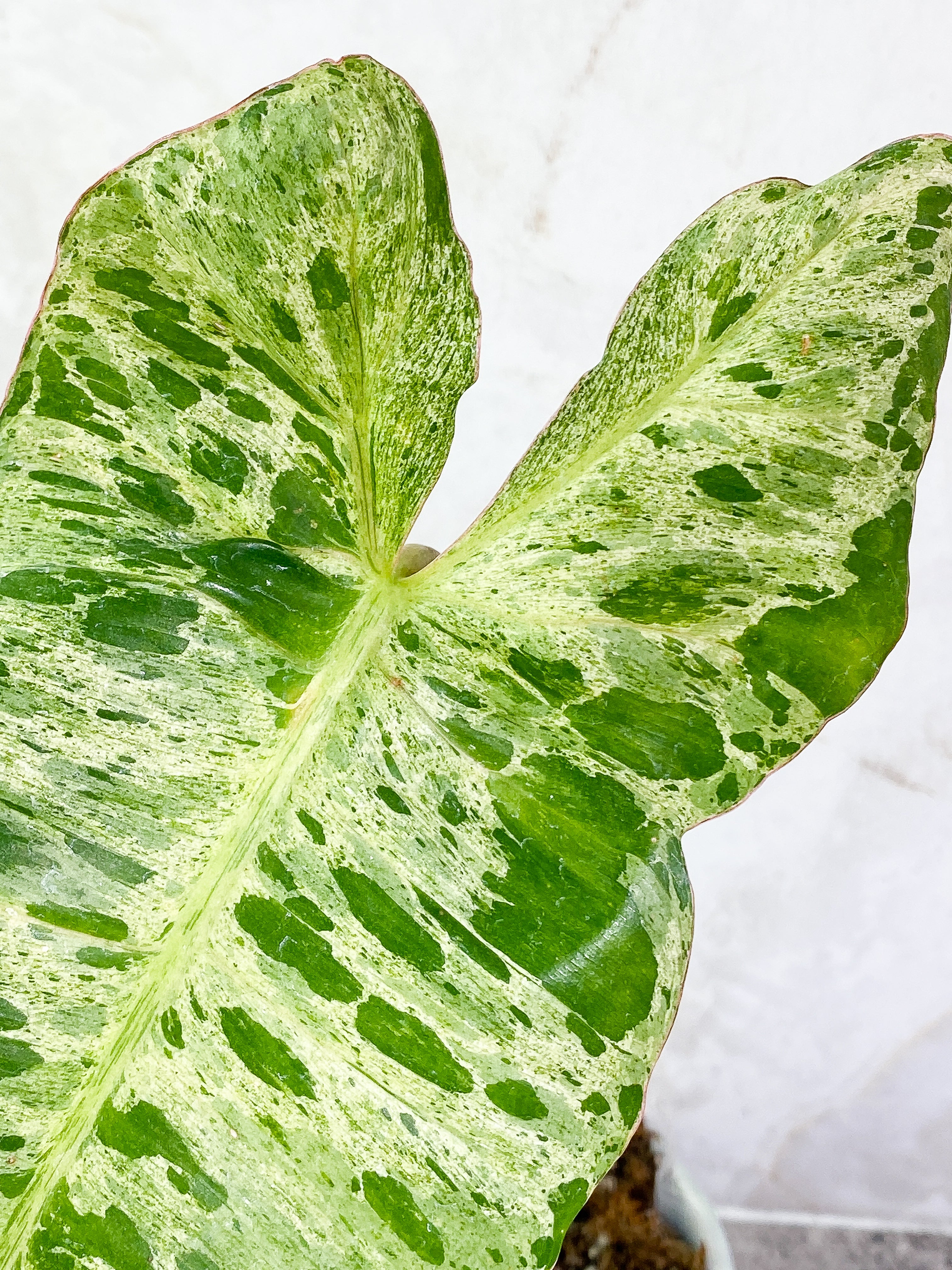 Philodendron Paraiso Verde with 2 leaves highly variegated and rooted