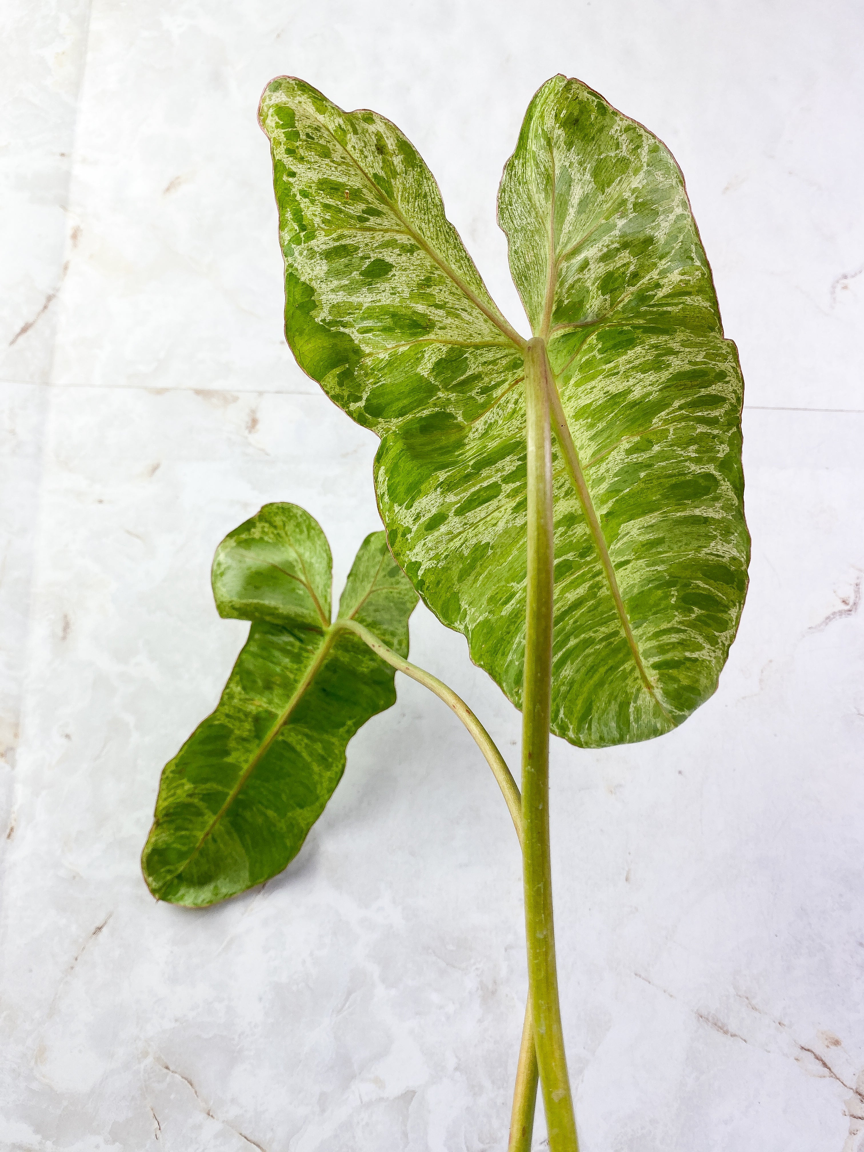 Philodendron Paraiso Verde with 2 leaves highly variegated and rooted