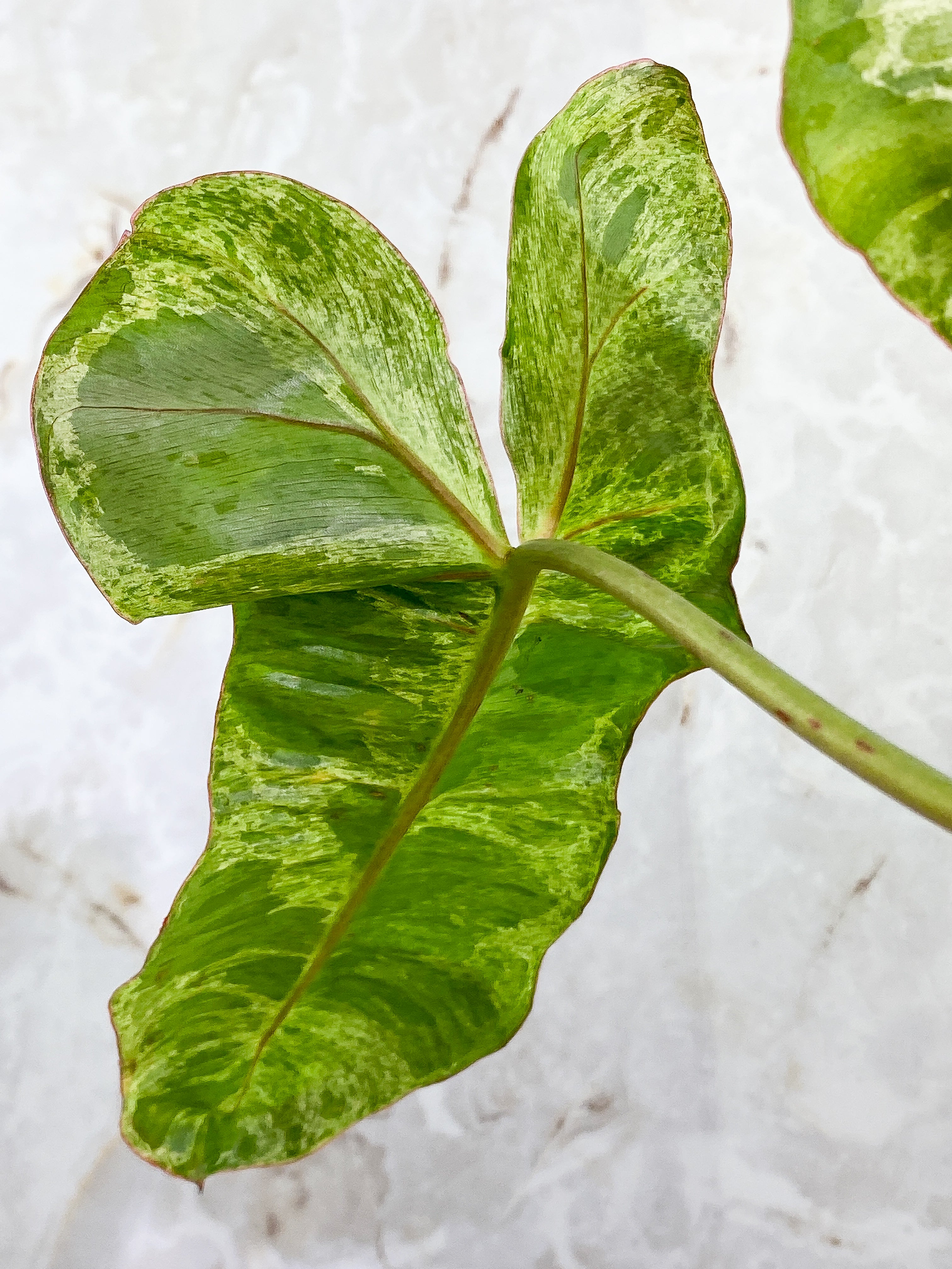 Philodendron Paraiso Verde with 2 leaves highly variegated and rooted