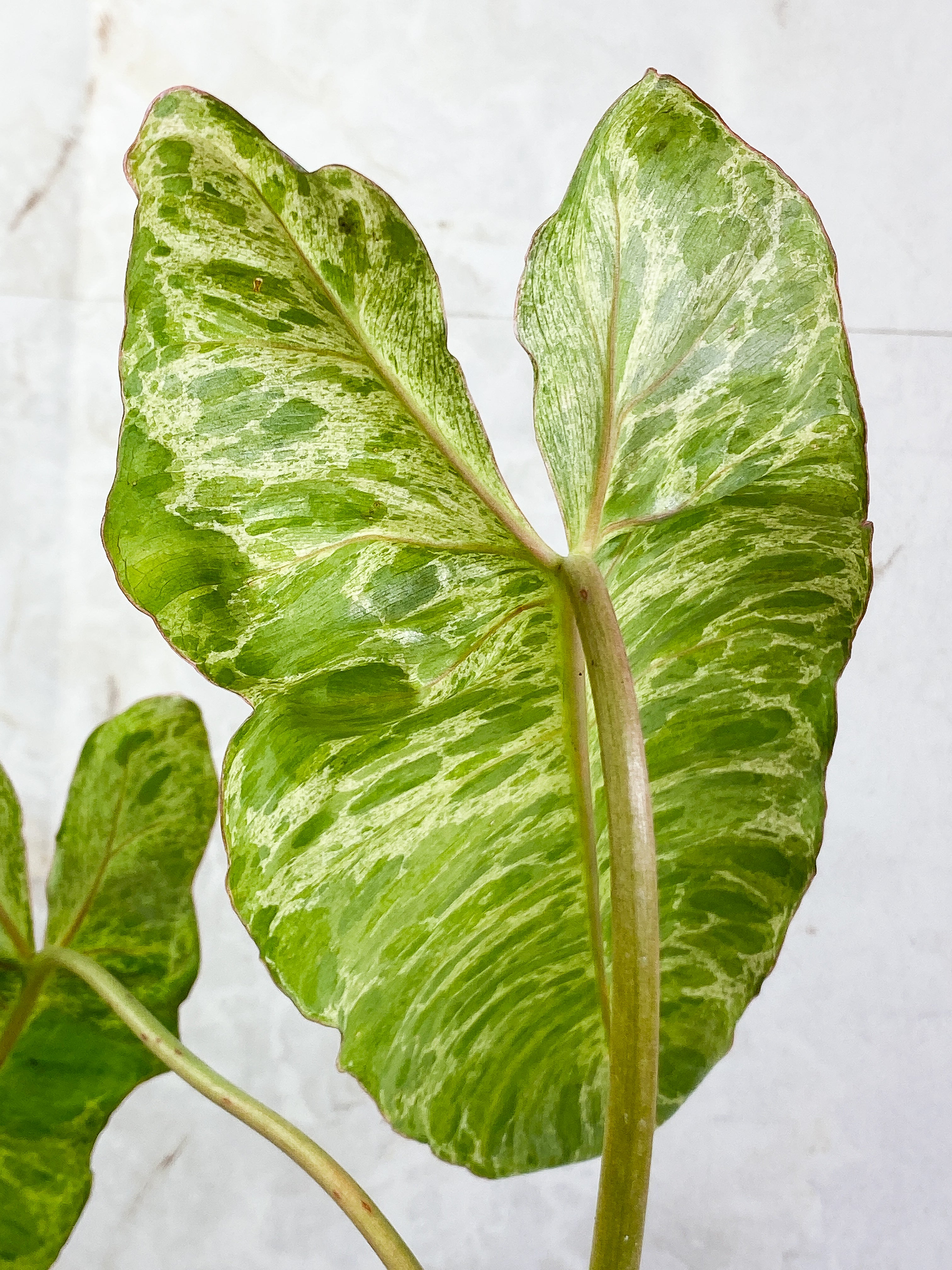 Philodendron Paraiso Verde with 2 leaves highly variegated and rooted