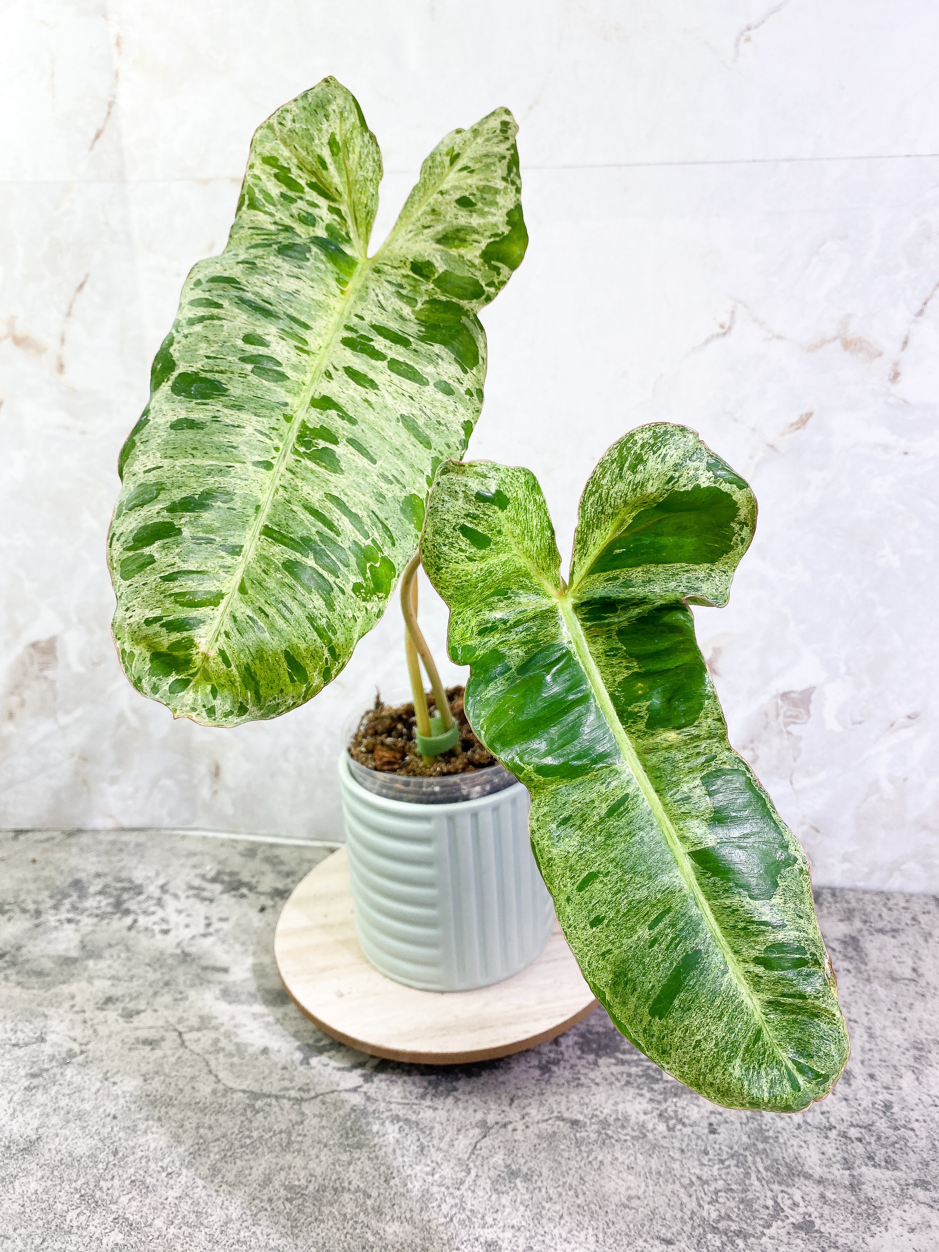 Philodendron Paraiso Verde with 2 leaves highly variegated and rooted