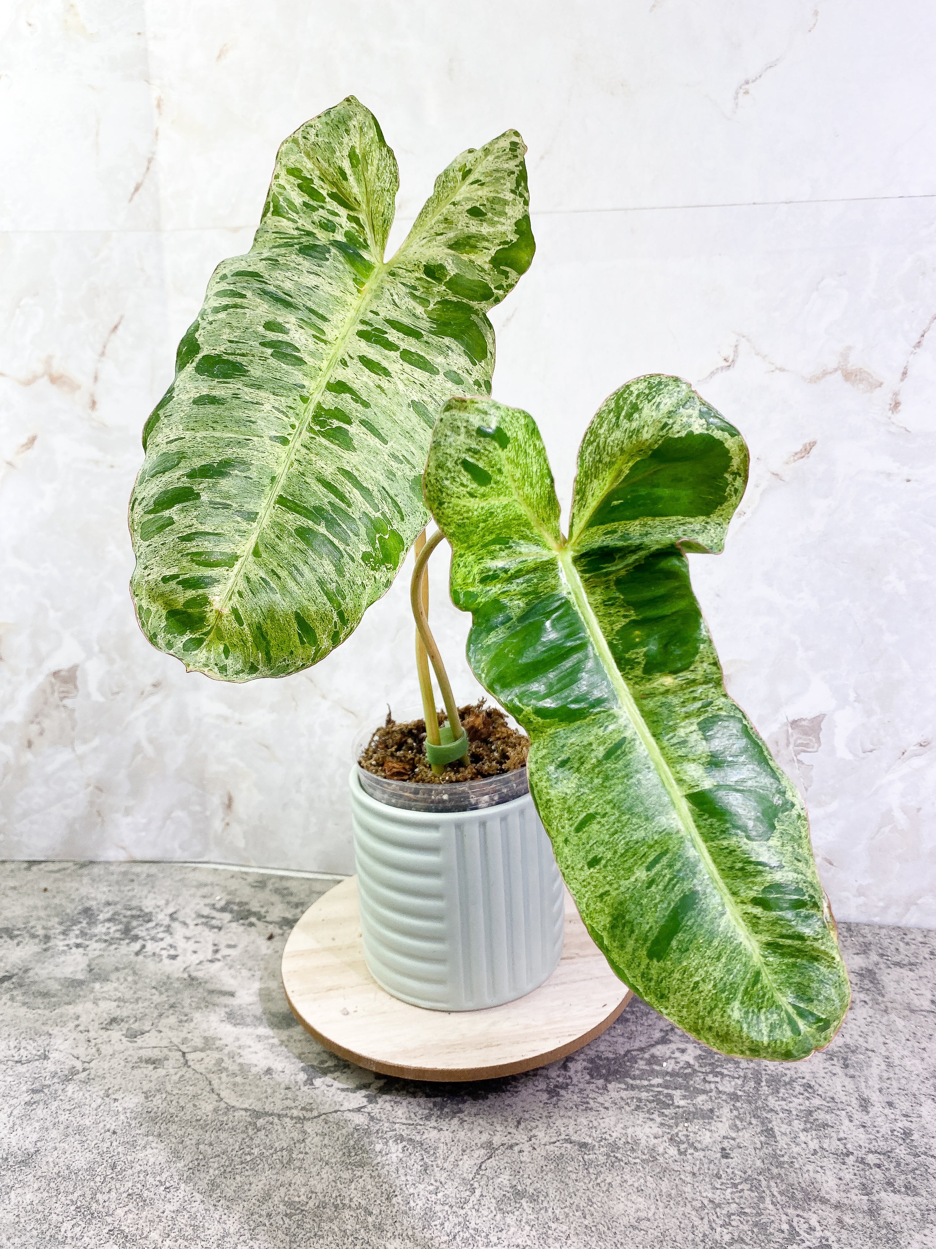 Philodendron Paraiso Verde with 2 leaves highly variegated and rooted
