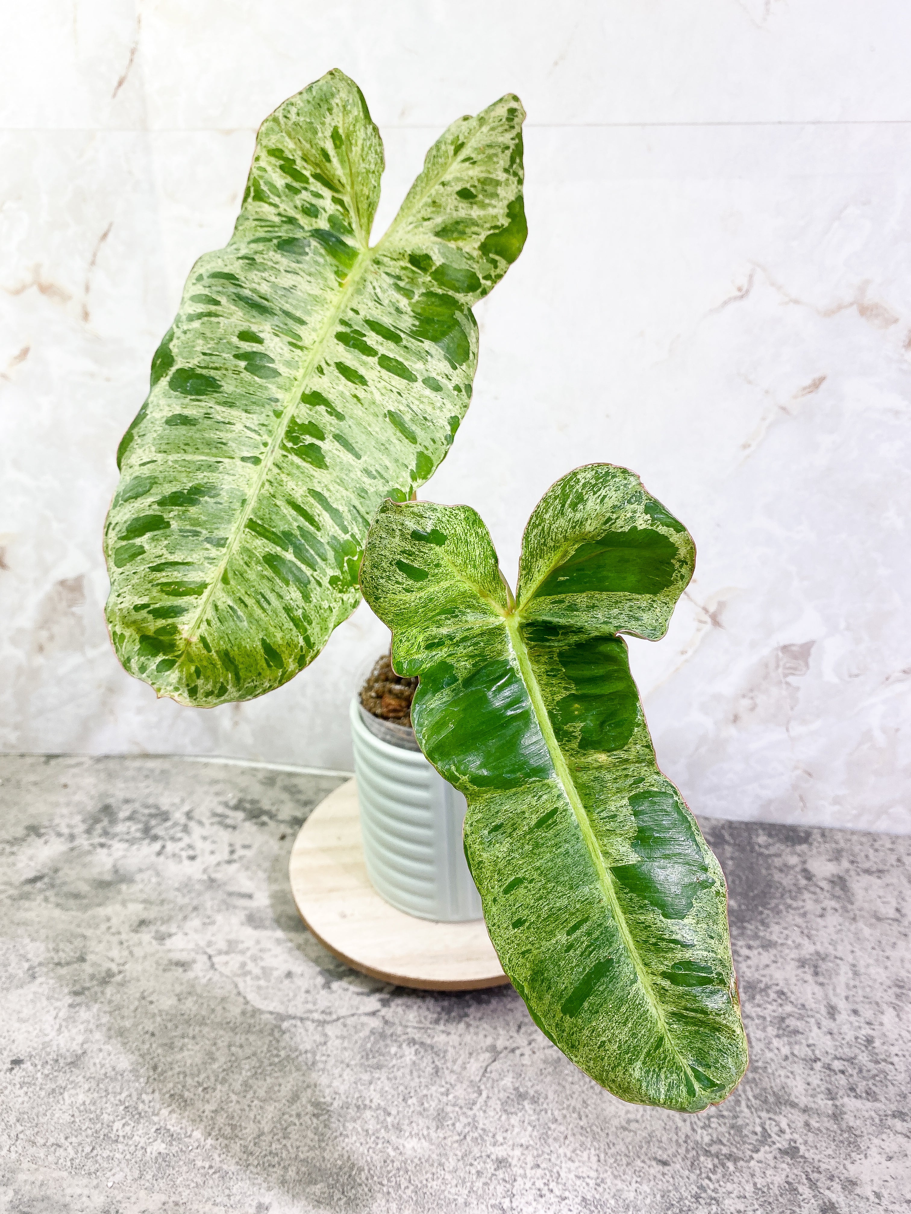 Philodendron Paraiso Verde with 2 leaves highly variegated and rooted