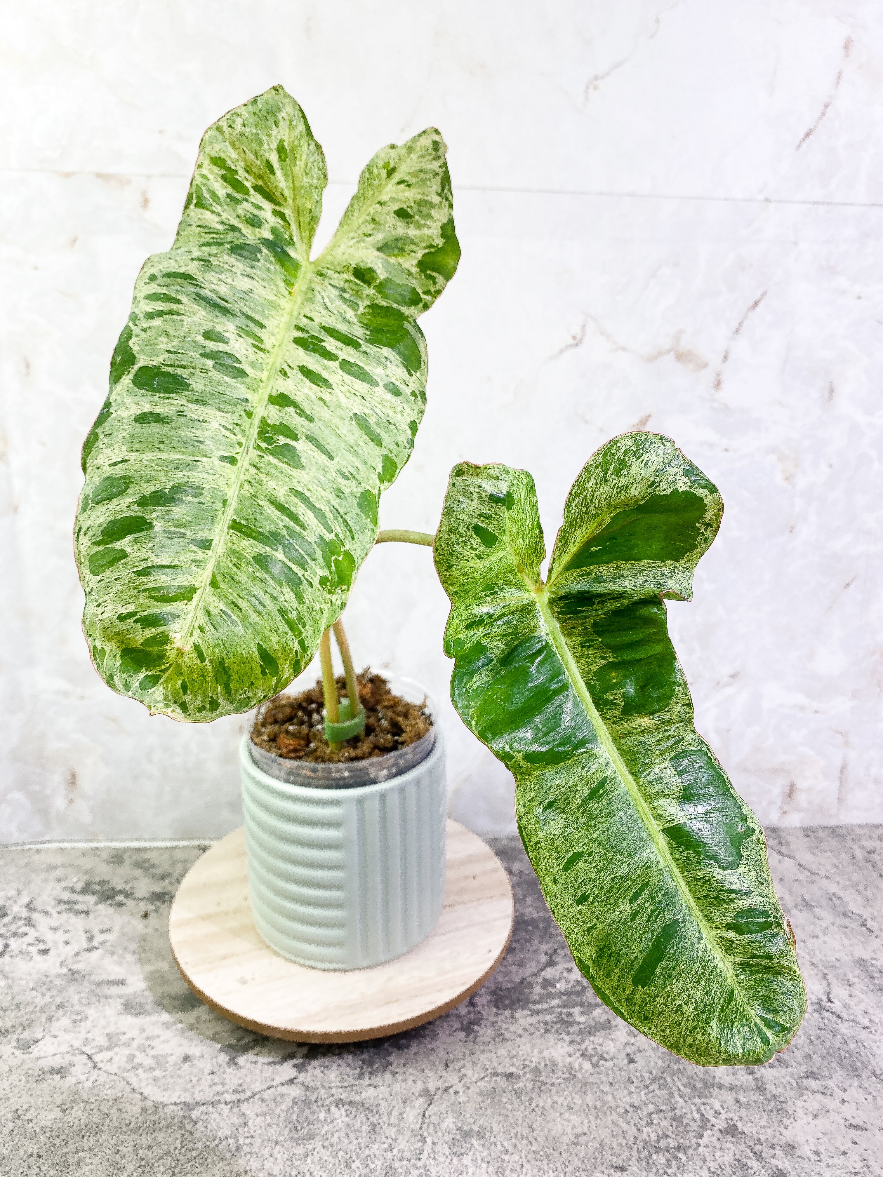Philodendron Paraiso Verde with 2 leaves highly variegated and rooted