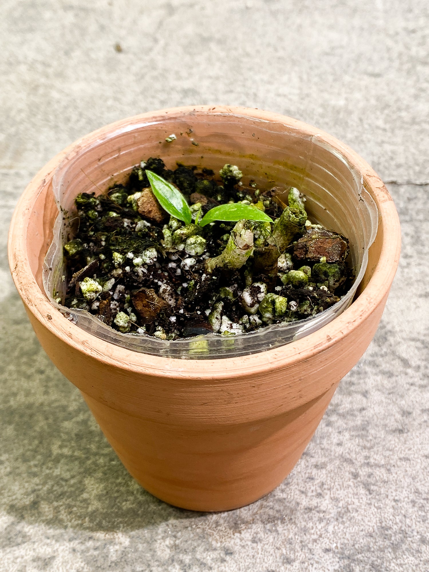 Philodendron Ring of Fire 2 leaves 1 sprout rooting