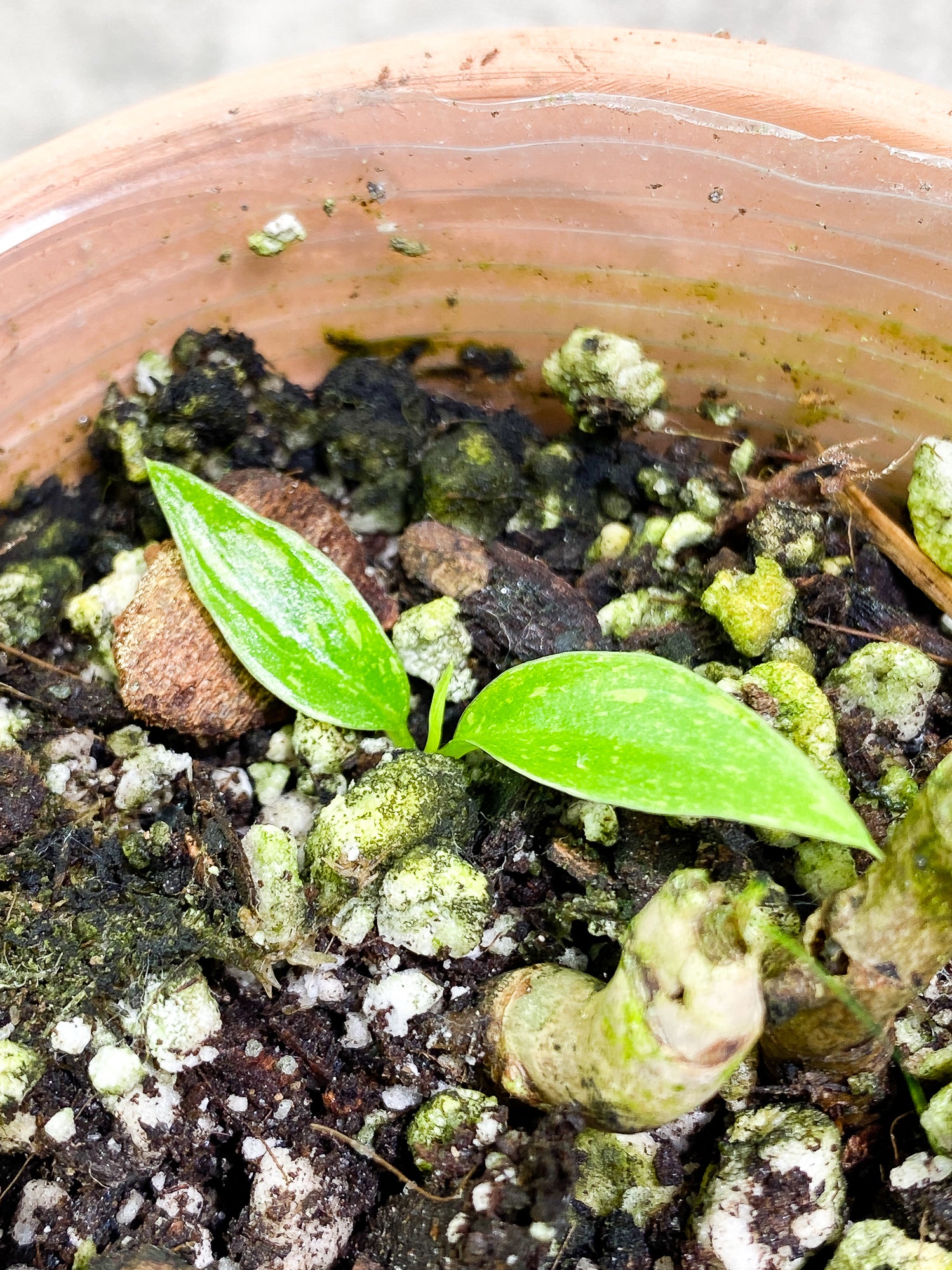 Philodendron Ring of Fire 2 leaves 1 sprout rooting