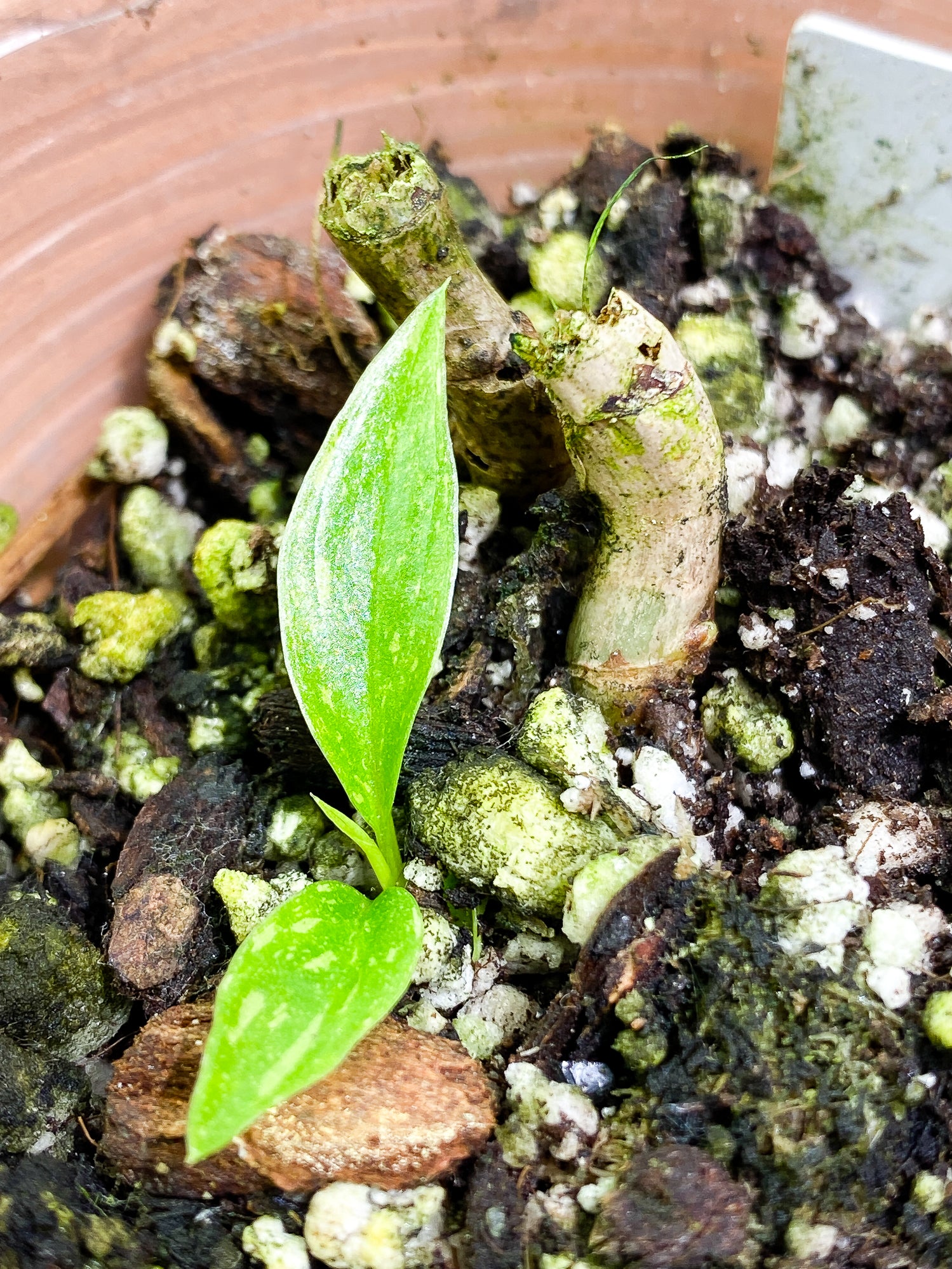 Philodendron Ring of Fire 2 leaves 1 sprout rooting