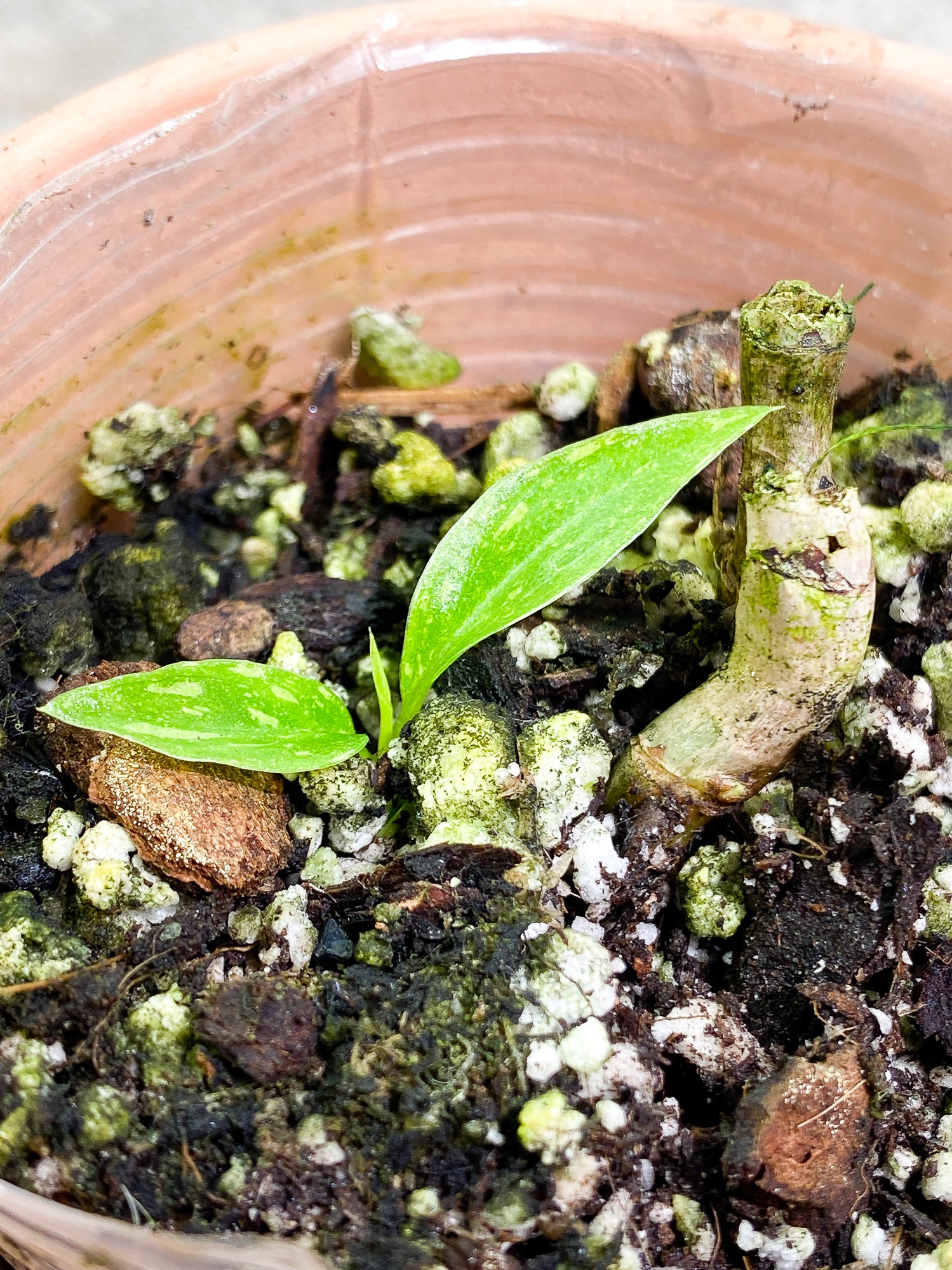 Philodendron Ring of Fire 2 leaves 1 sprout rooting