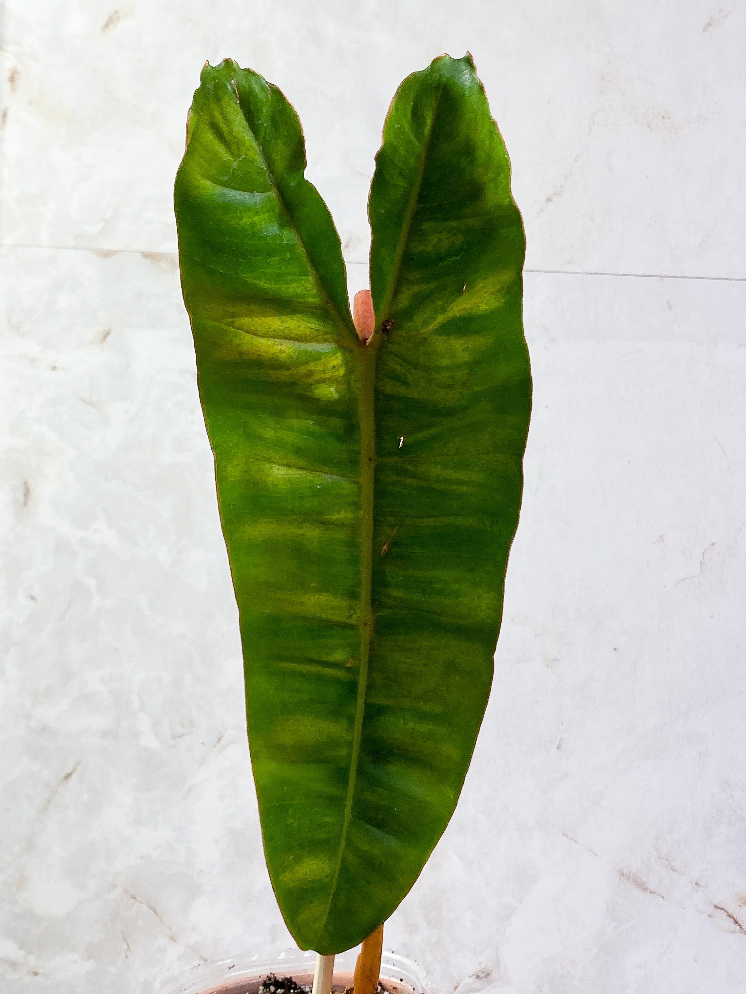Philodendron billietiae with 1 leaf rooted