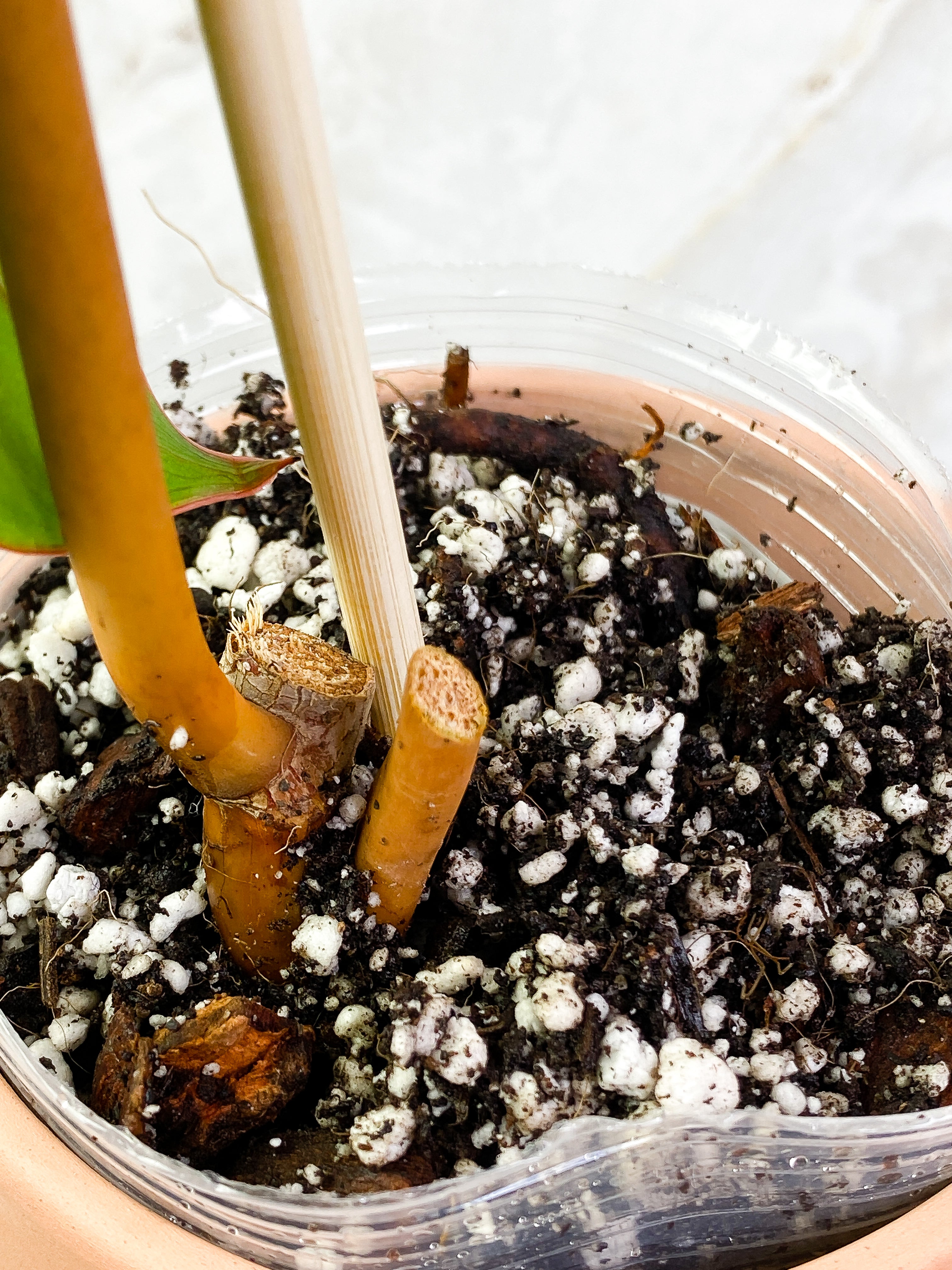 Philodendron billietiae with 1 leaf rooted