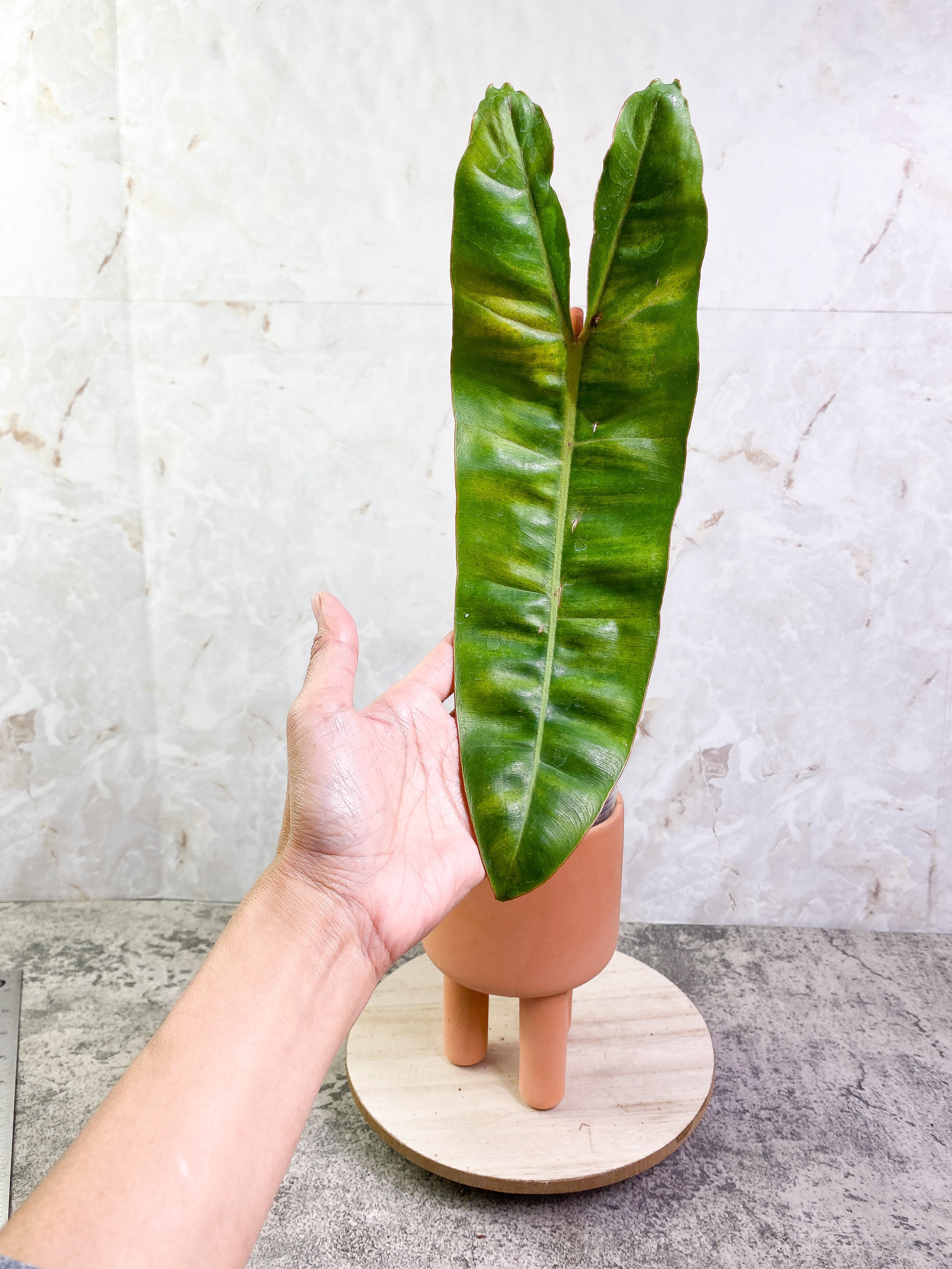 Philodendron billietiae with 1 leaf rooted