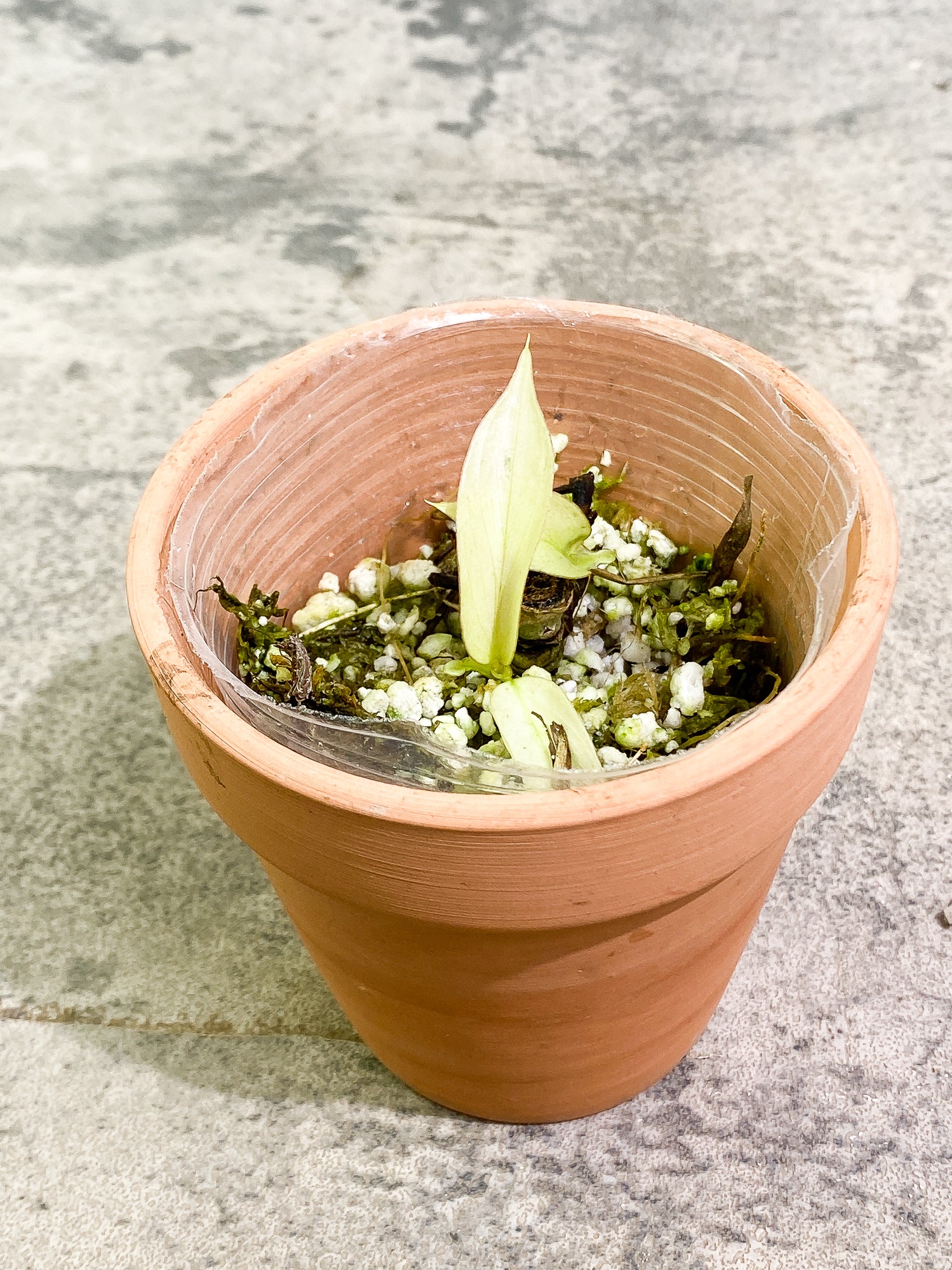 Philodendron Snowdrifts 3 leaves slightly rooted