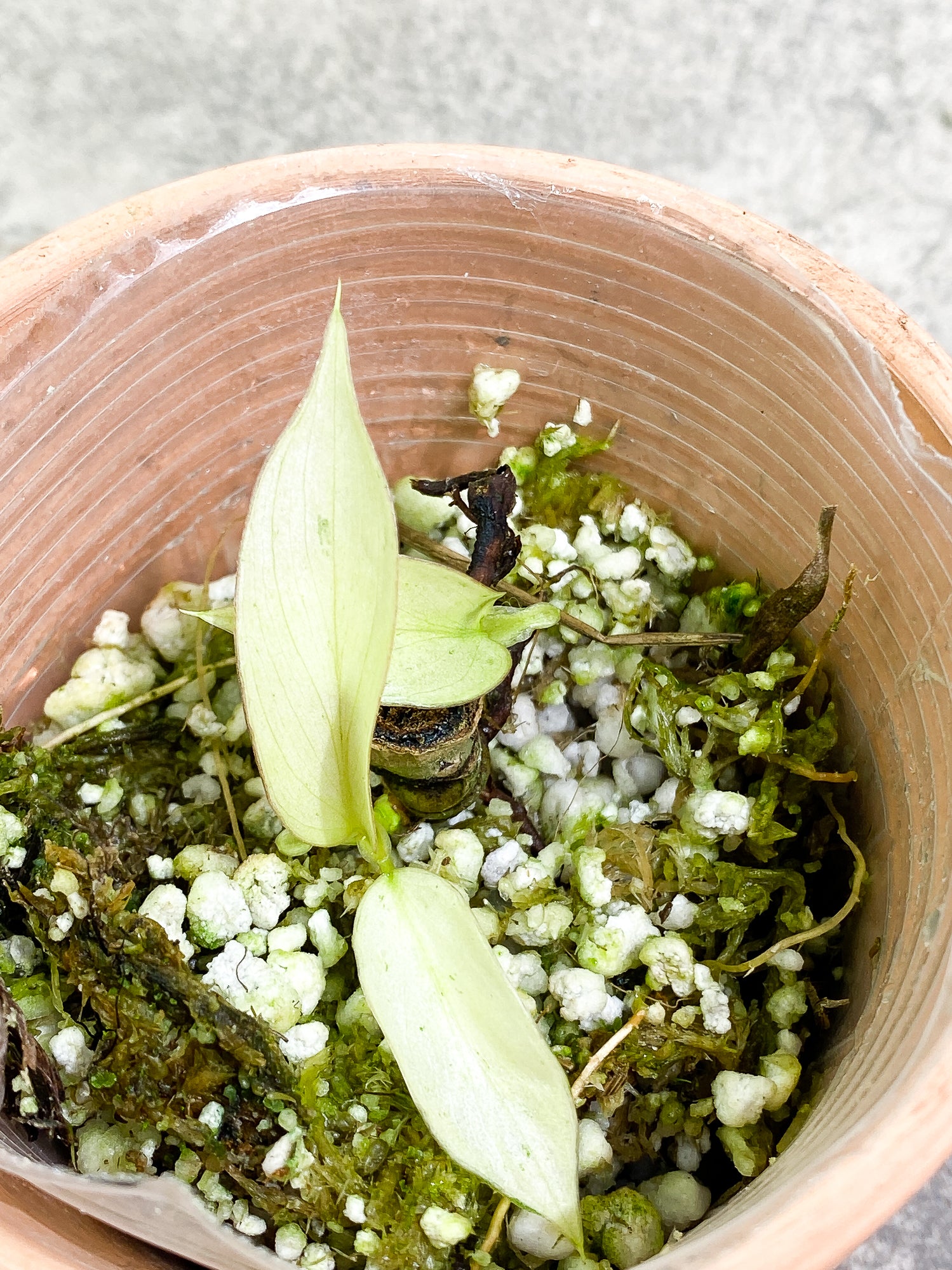 Philodendron Snowdrifts 3 leaves slightly rooted