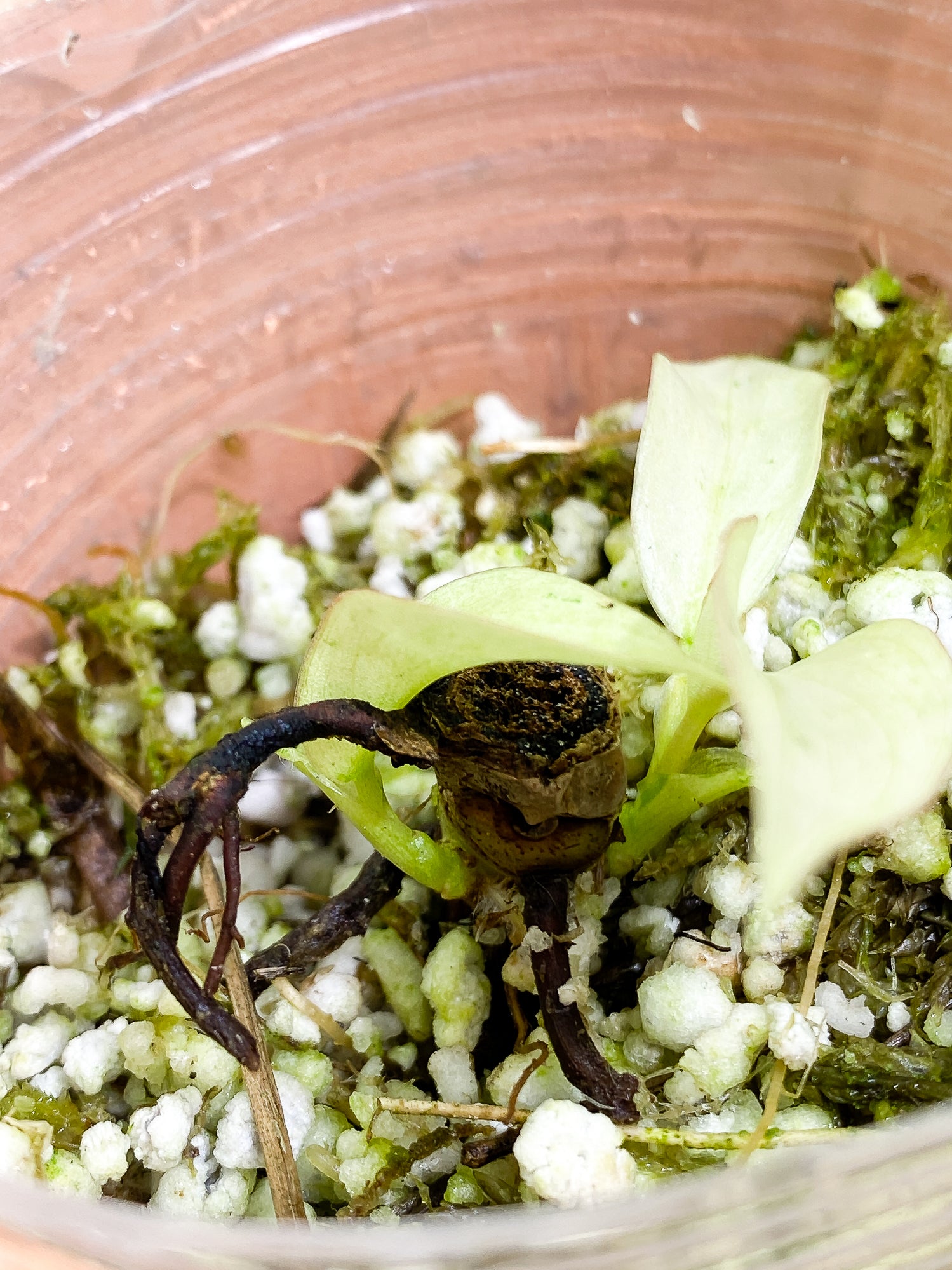 Philodendron Snowdrifts 3 leaves slightly rooted