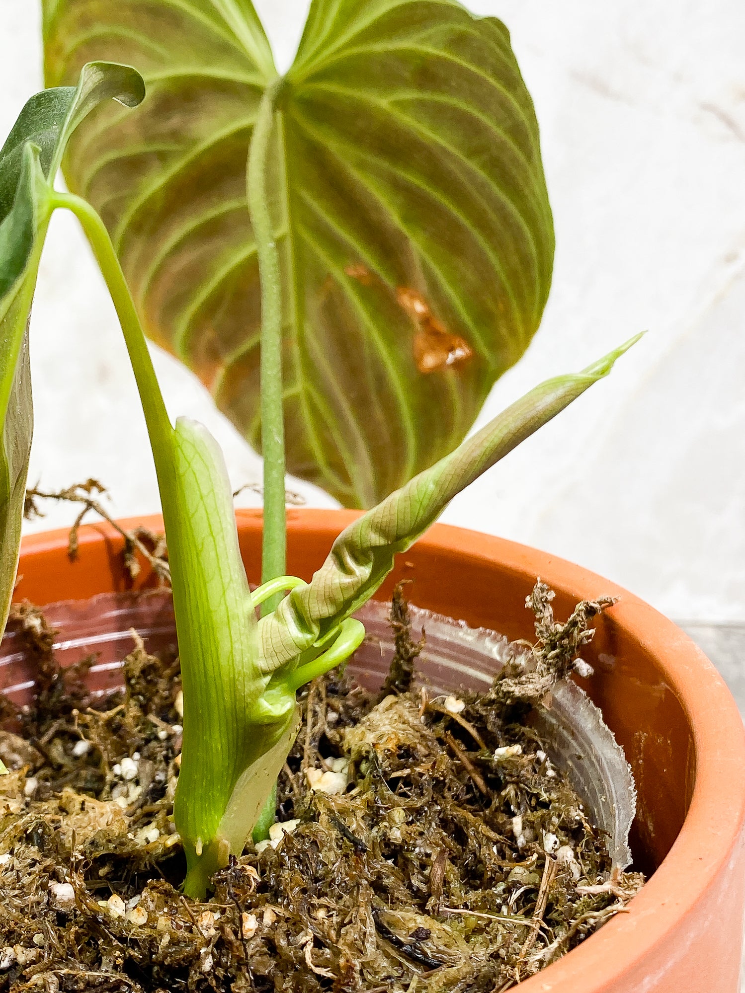 Philodendron Splendid 1 leaf 1 unfurling leaf 2 sprouts fully rooted