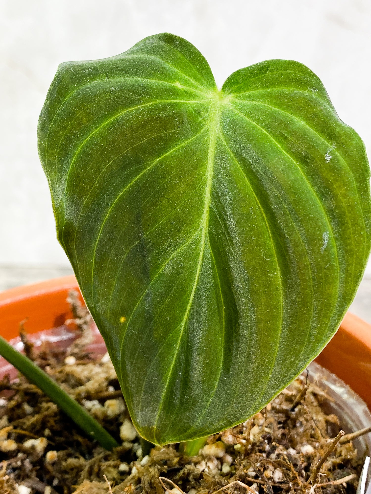 Philodendron Splendid 1 leaf 1 unfurling leaf 2 sprouts fully rooted