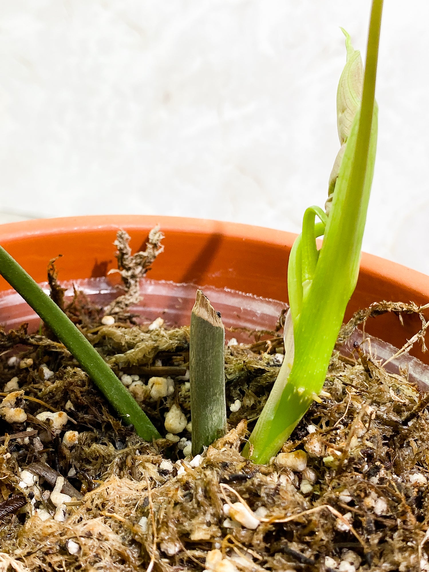 Philodendron Splendid 1 leaf 1 unfurling leaf 2 sprouts fully rooted