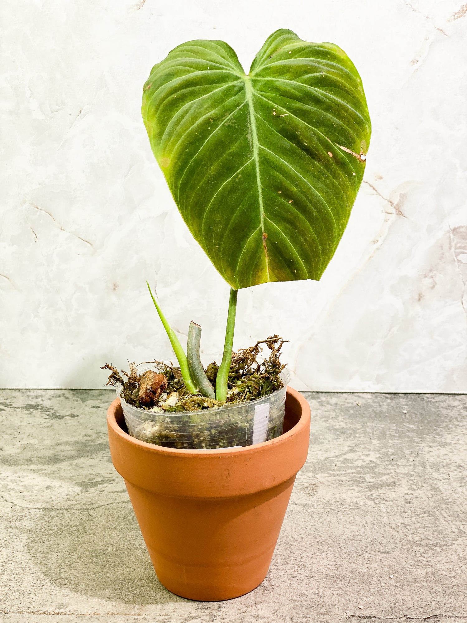 Philodendron Splendid 1 leaf 1 sprout fully rooted