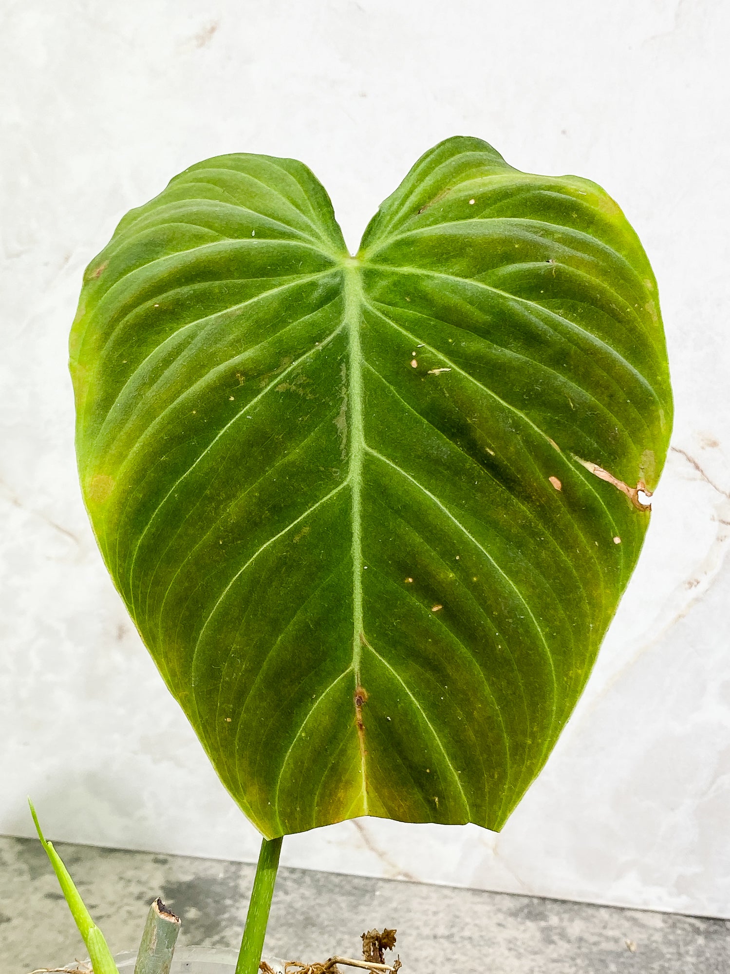 Philodendron Splendid 1 leaf 1 sprout fully rooted